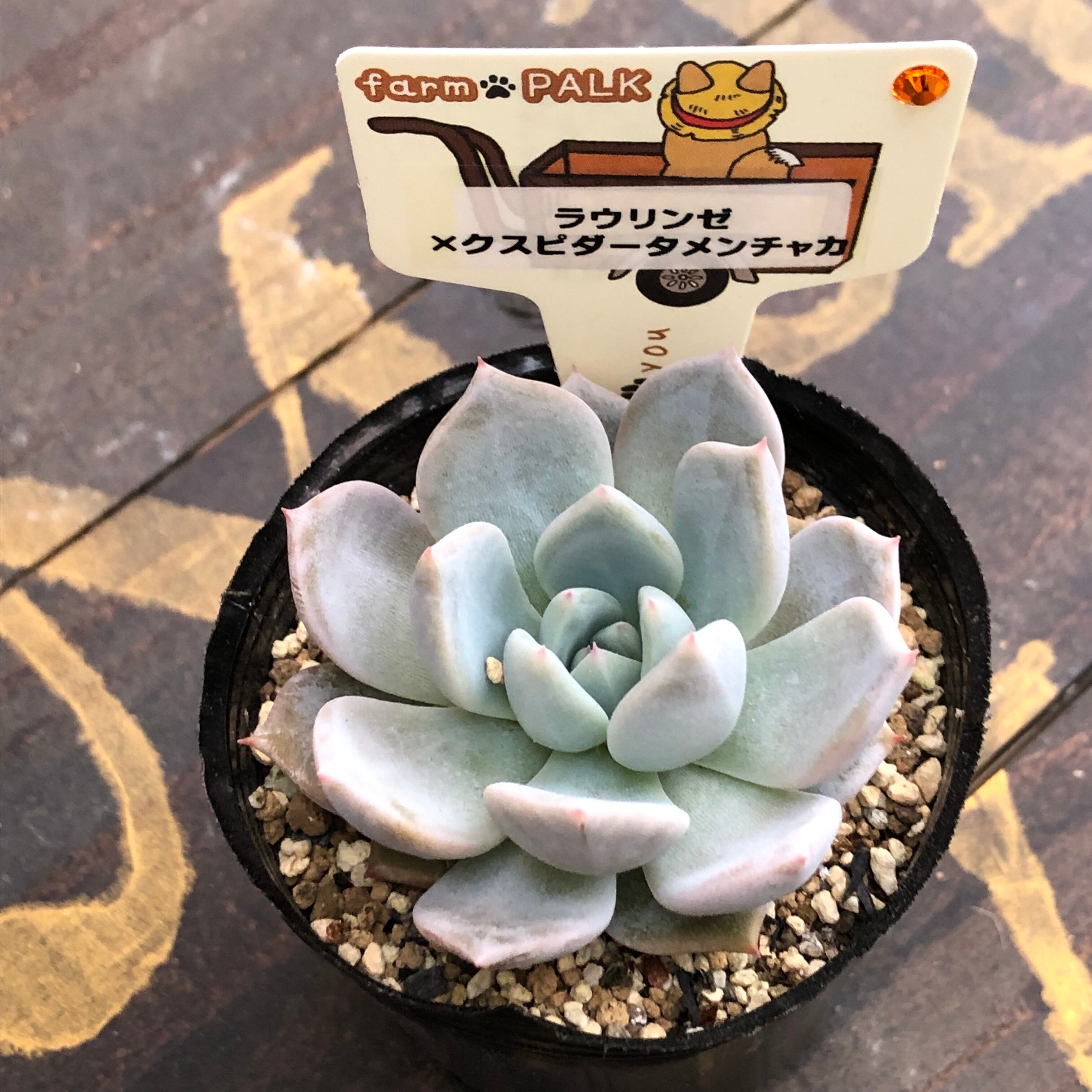 ラウリンゼ×クスピダータメンチャカ farm PALK エケベリア 多肉植物