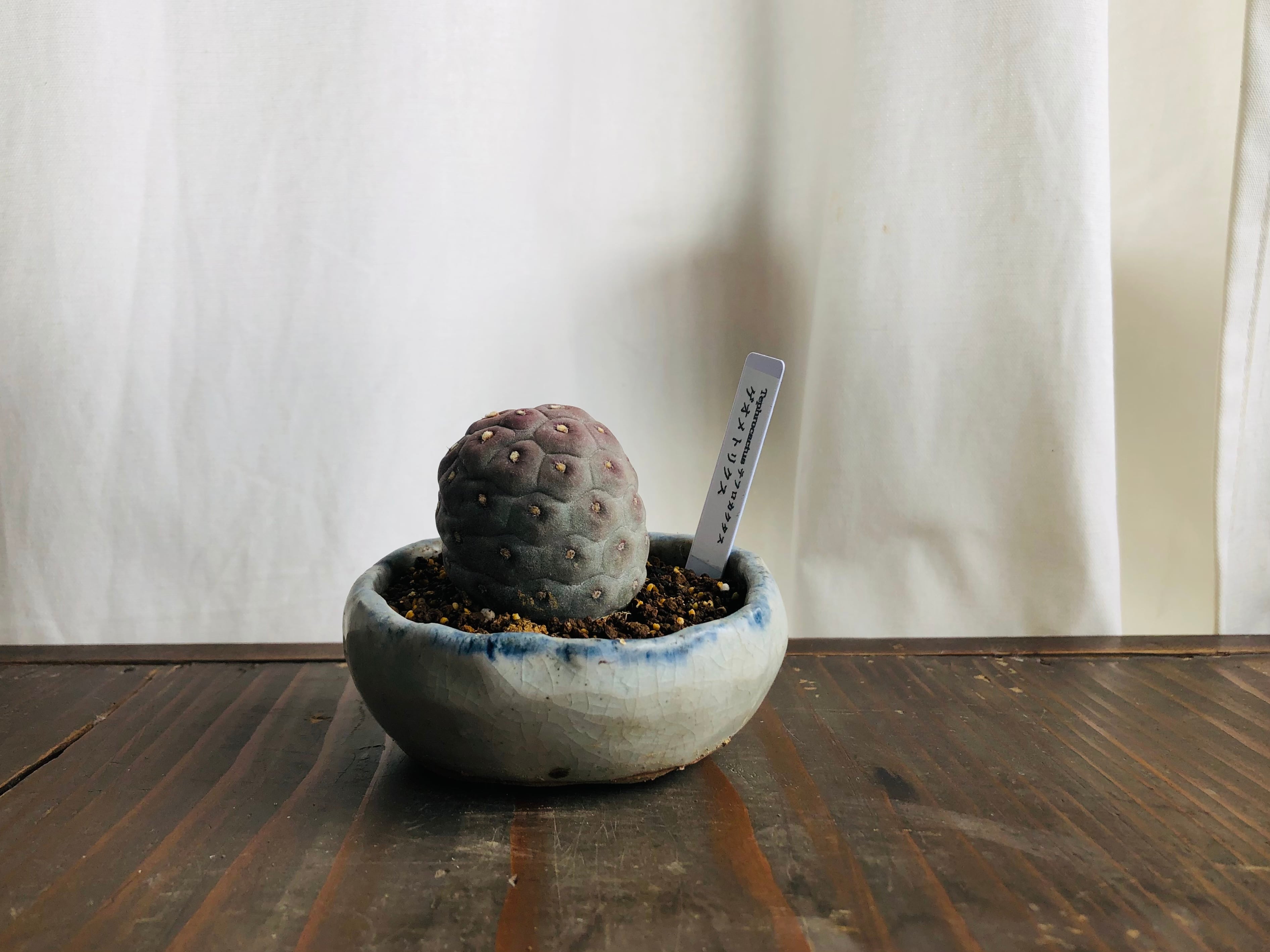 Tephrocactus geometricus テフロカクタス・ゲオメトリクス サボテン