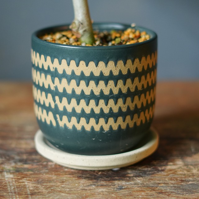 フィカス ベンガレンシス 器セット