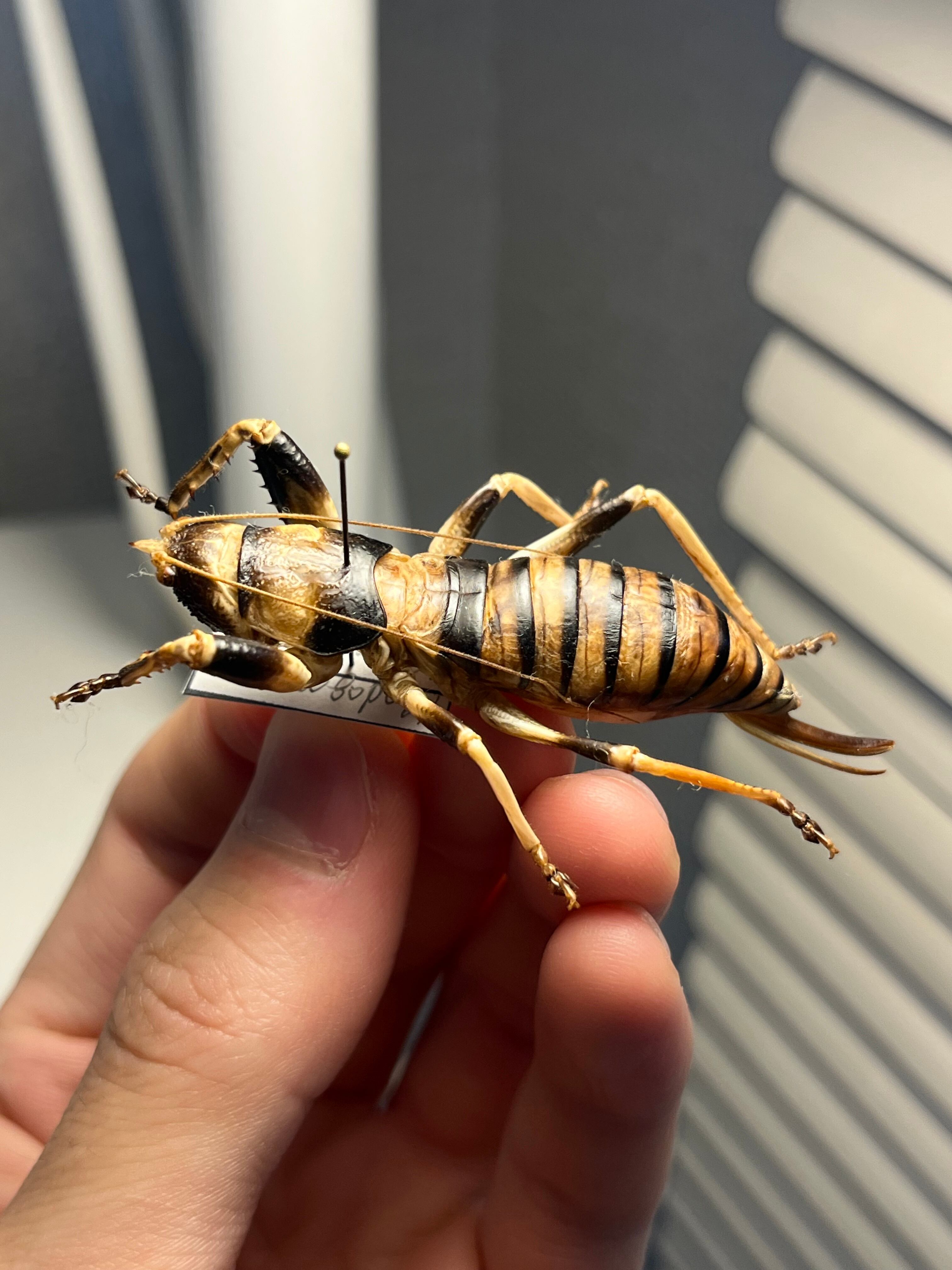 美麗♀】ロブスターキリギリス マッチョキリギリス コロギス リオック