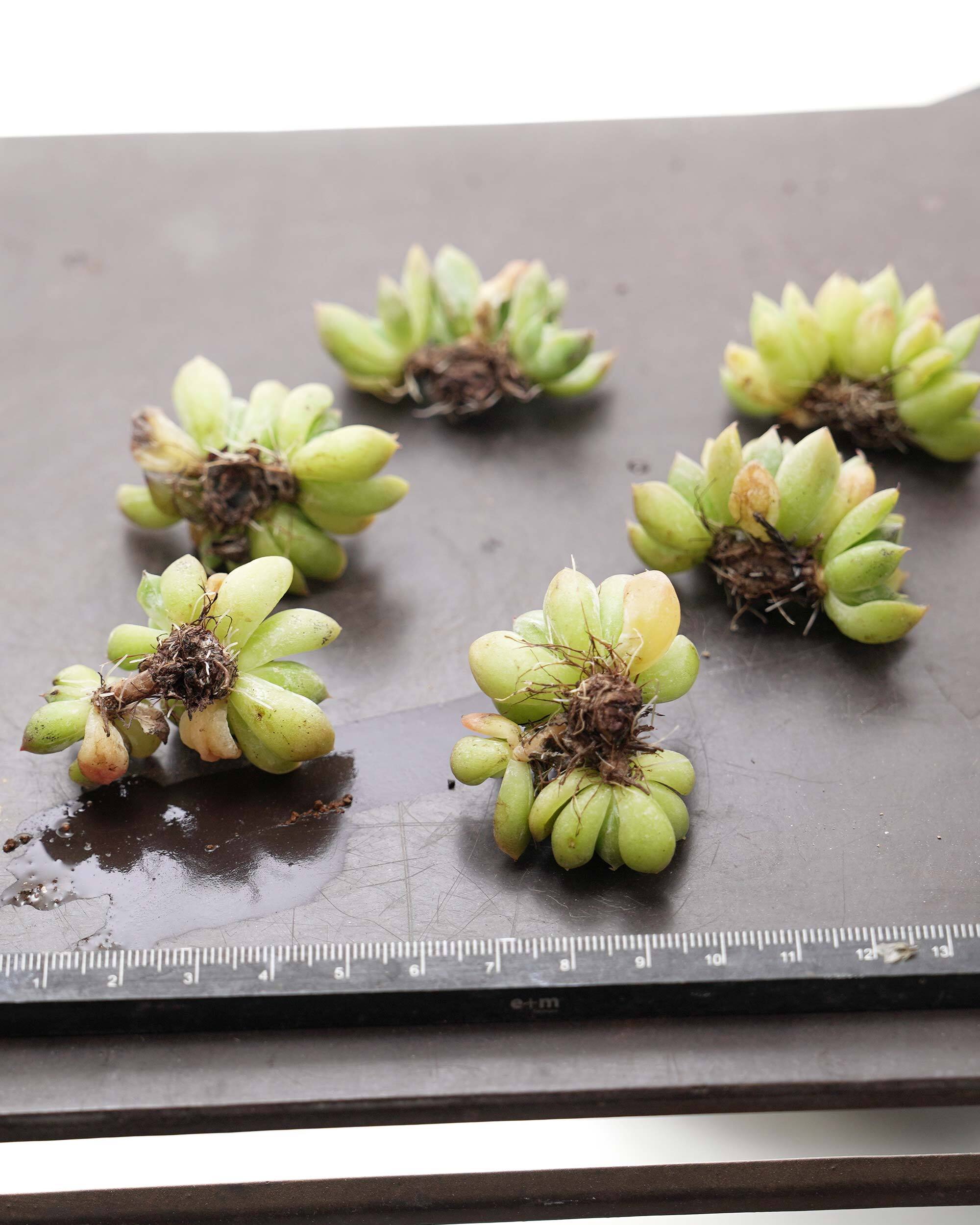 抜き苗 エルサ Echeveria 'Elsa' | PUKUBOOK SUCCULENTS