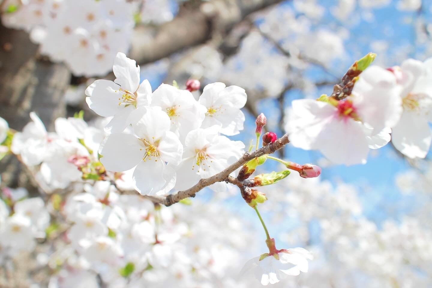 国産純粋はちみつ 菜の花・桜（130g） | スーパーグリーンプロポリスの