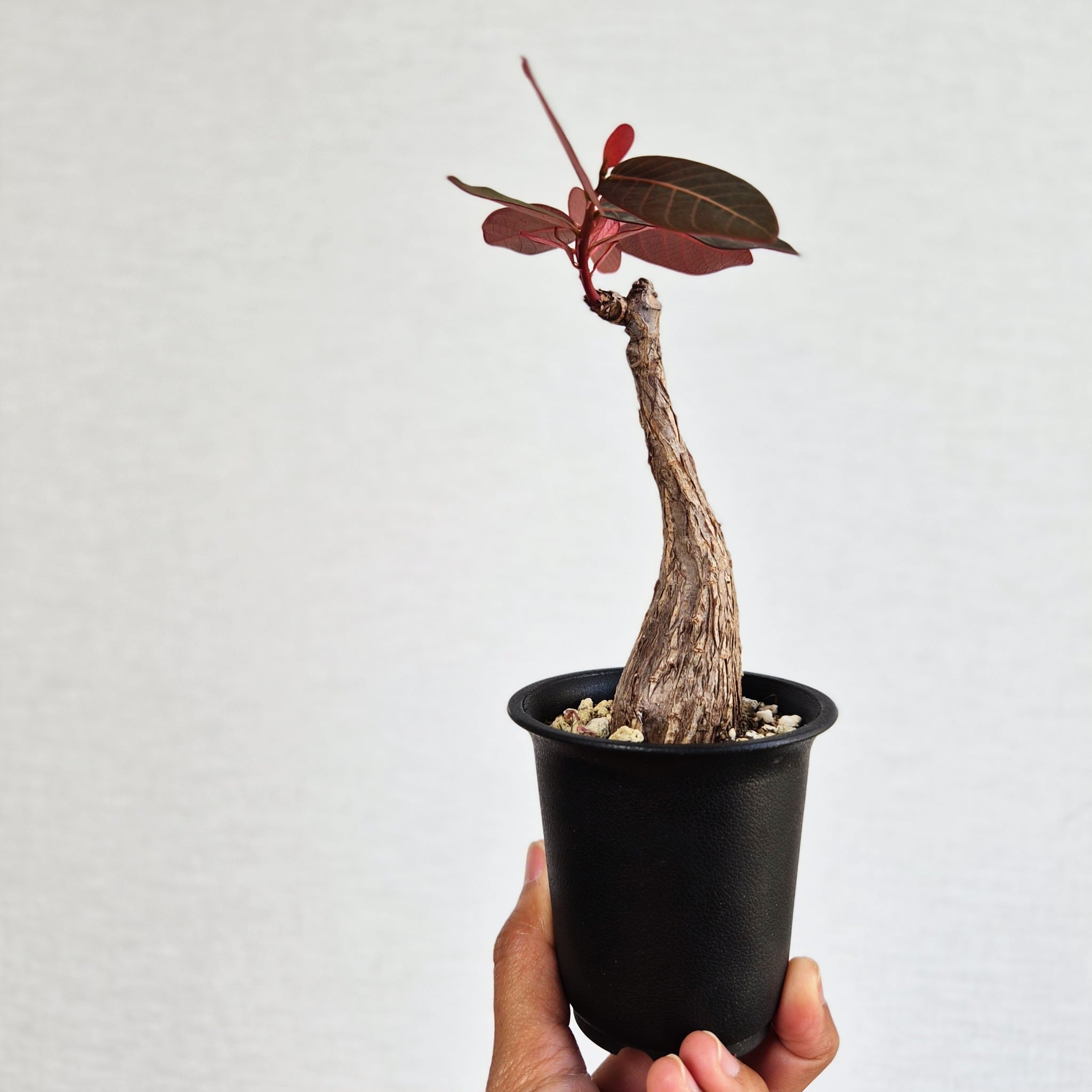 ⑦〚フィランサス・ミラビリス〛Phyllanthus Mirabilis 塊根植物 コーデックス ポット発送
