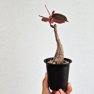 ⑦〚フィランサス・ミラビリス〛Phyllanthus Mirabilis 塊根植物 コーデックス ポット発送