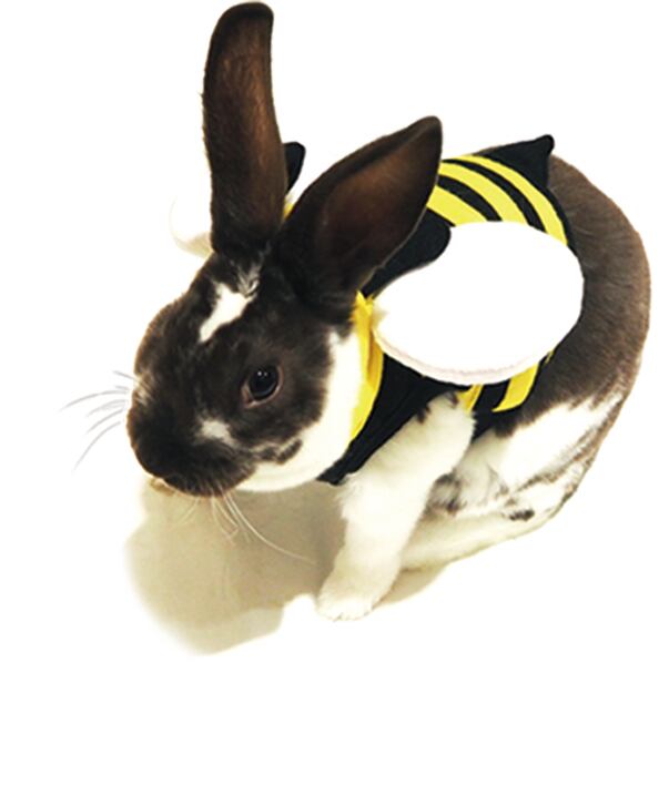 【小動物】 rabbitランランハーネスウェア みつばち S/M