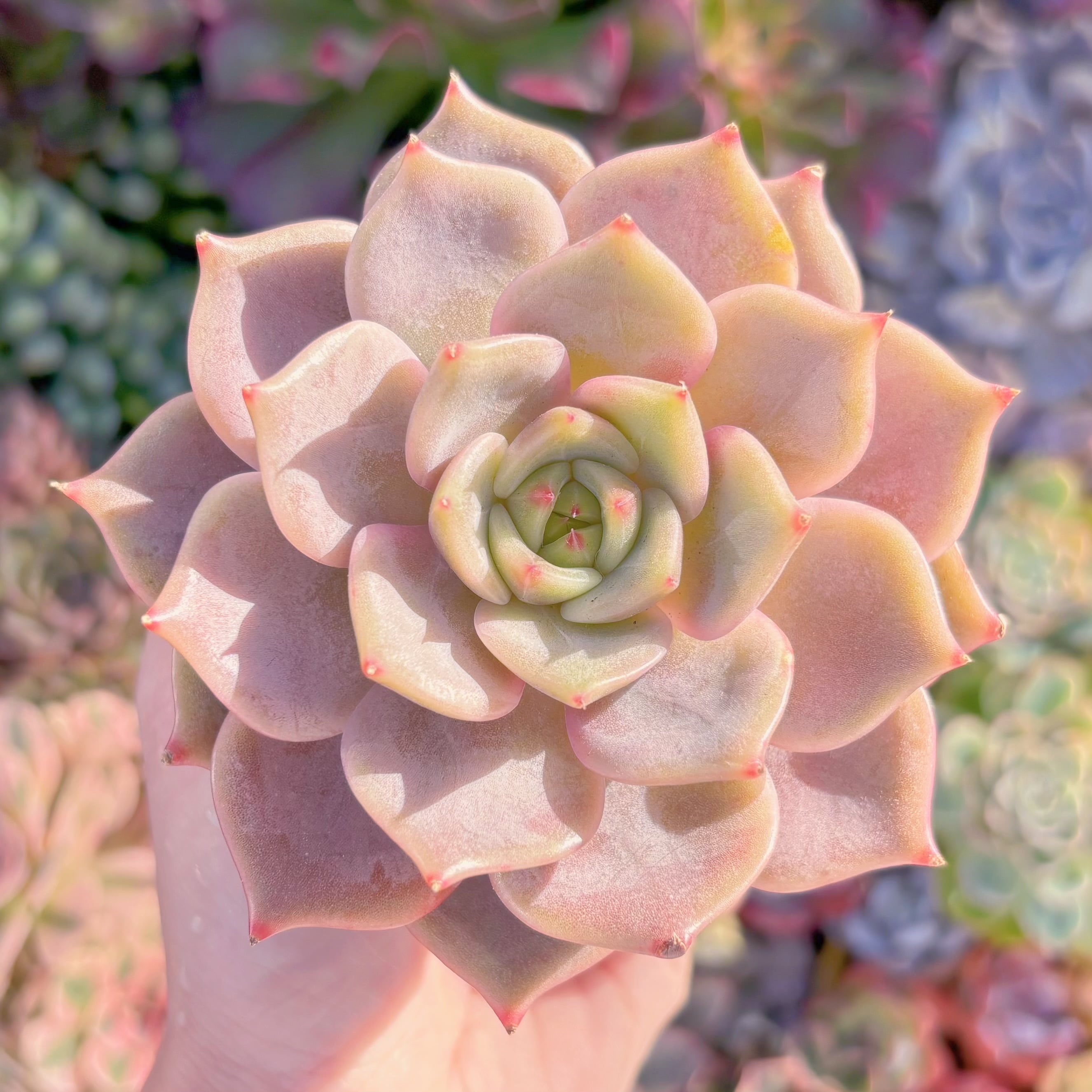 現品　ローラxエボニー#A096　希少　るる農園