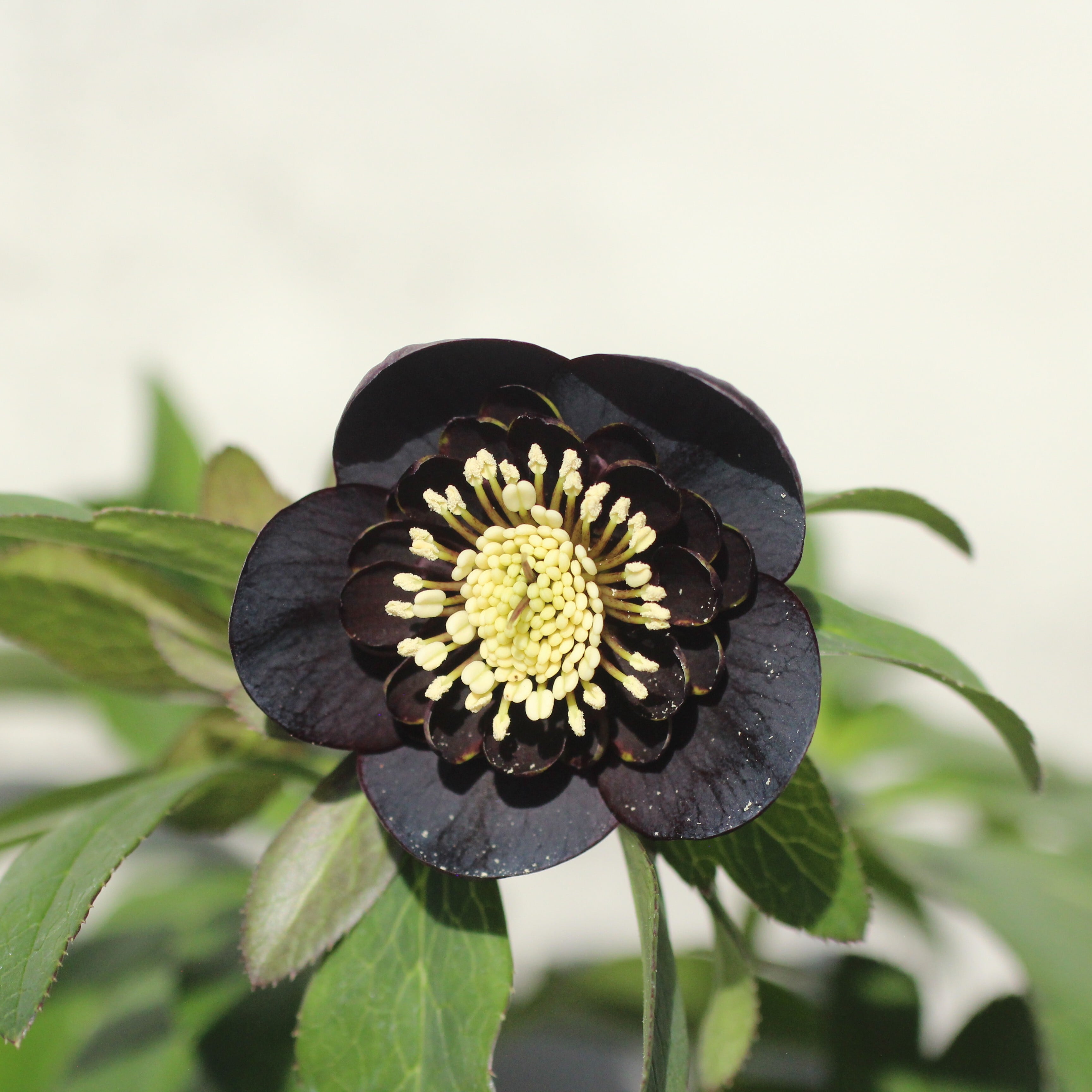 WS26-092 クリスマスローズ ウィンターシンフォニー 小輪系ブラック