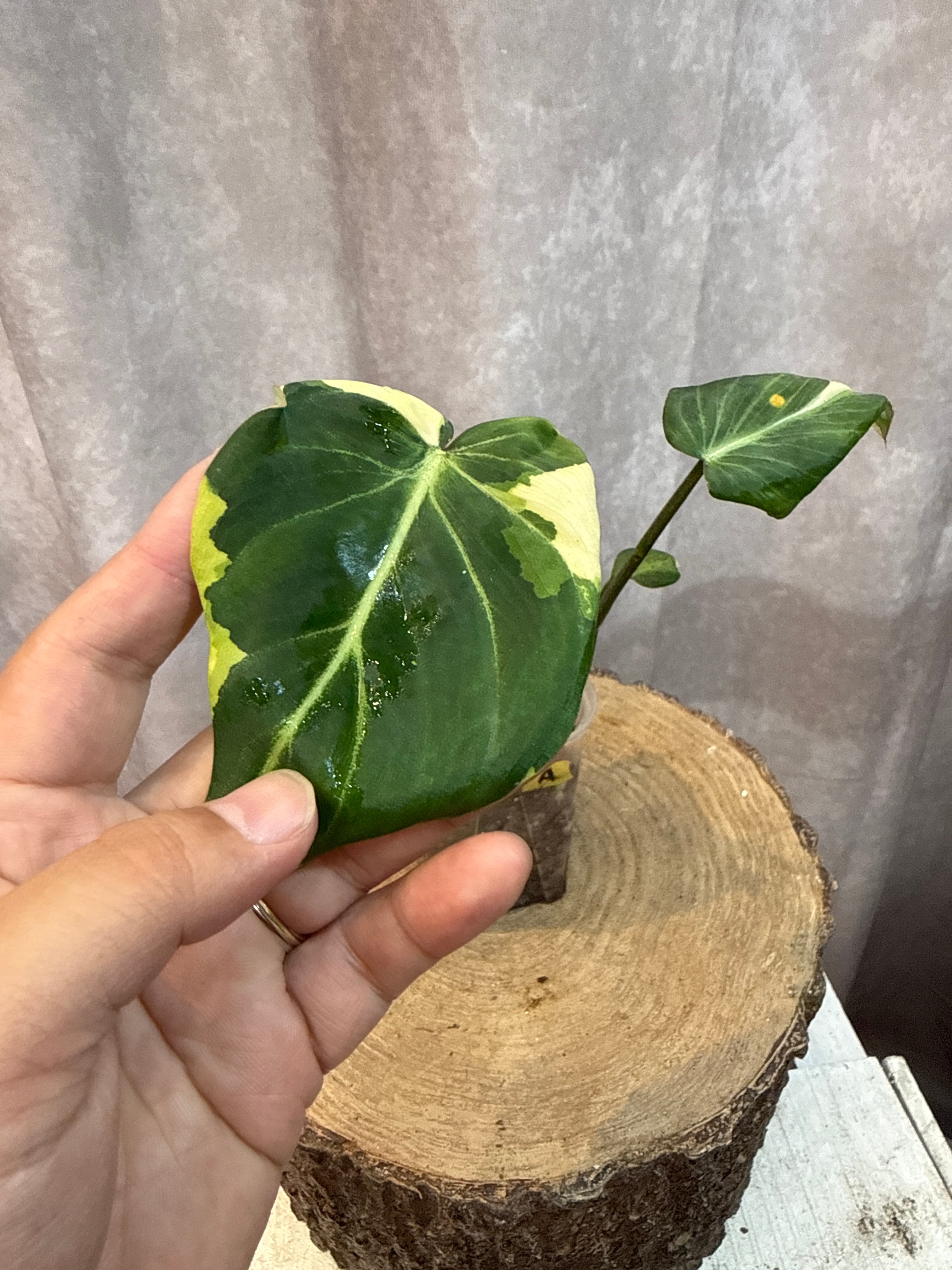 aglaonema 'medusa' | Gardenえん 【観葉熱帯植物】