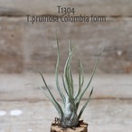 【送料無料】プルイノーサ コロンビア〔エアプランツ〕現品発送T1304