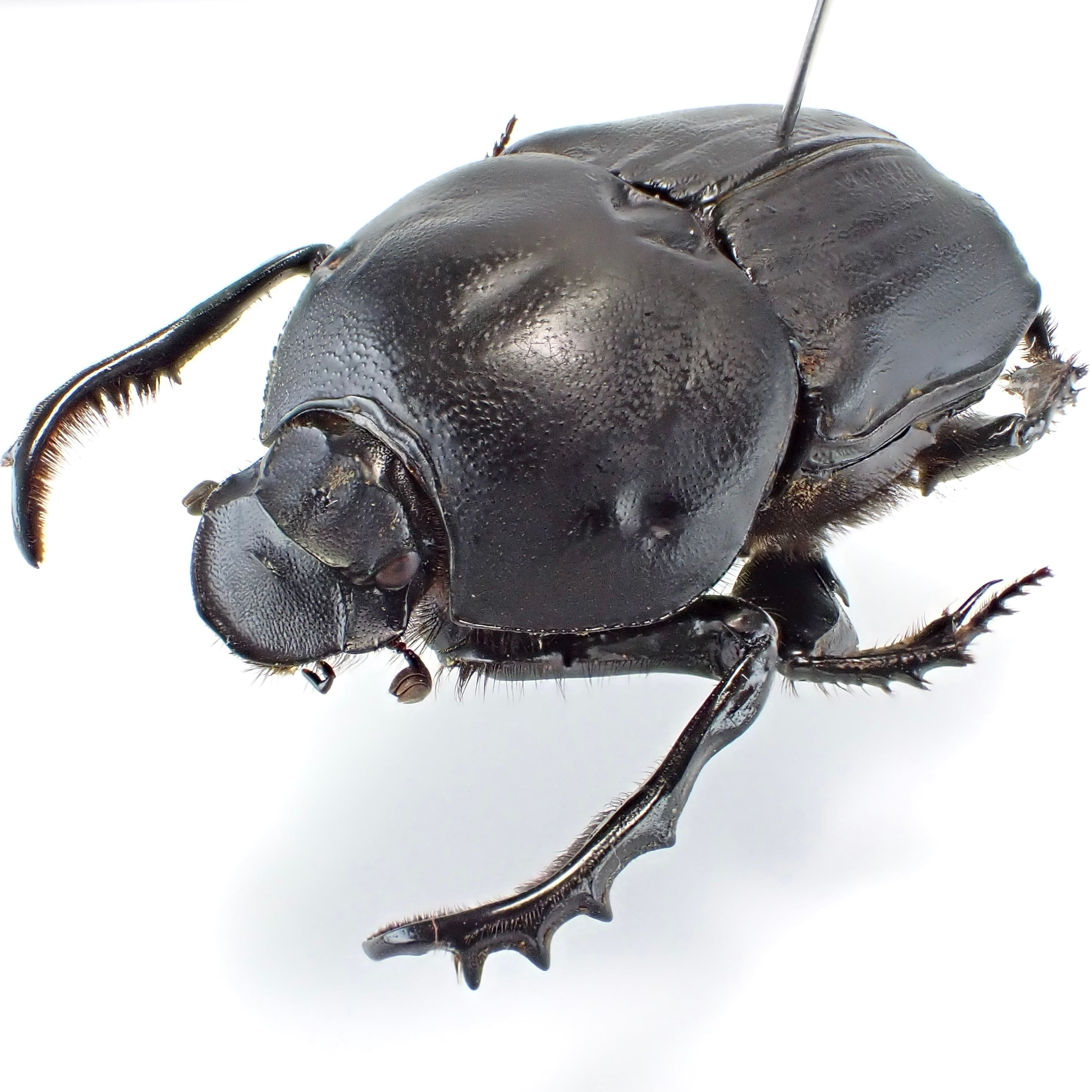 エンマコガネの仲間（SOLD） | 昆虫標本 Diggers & Rollers