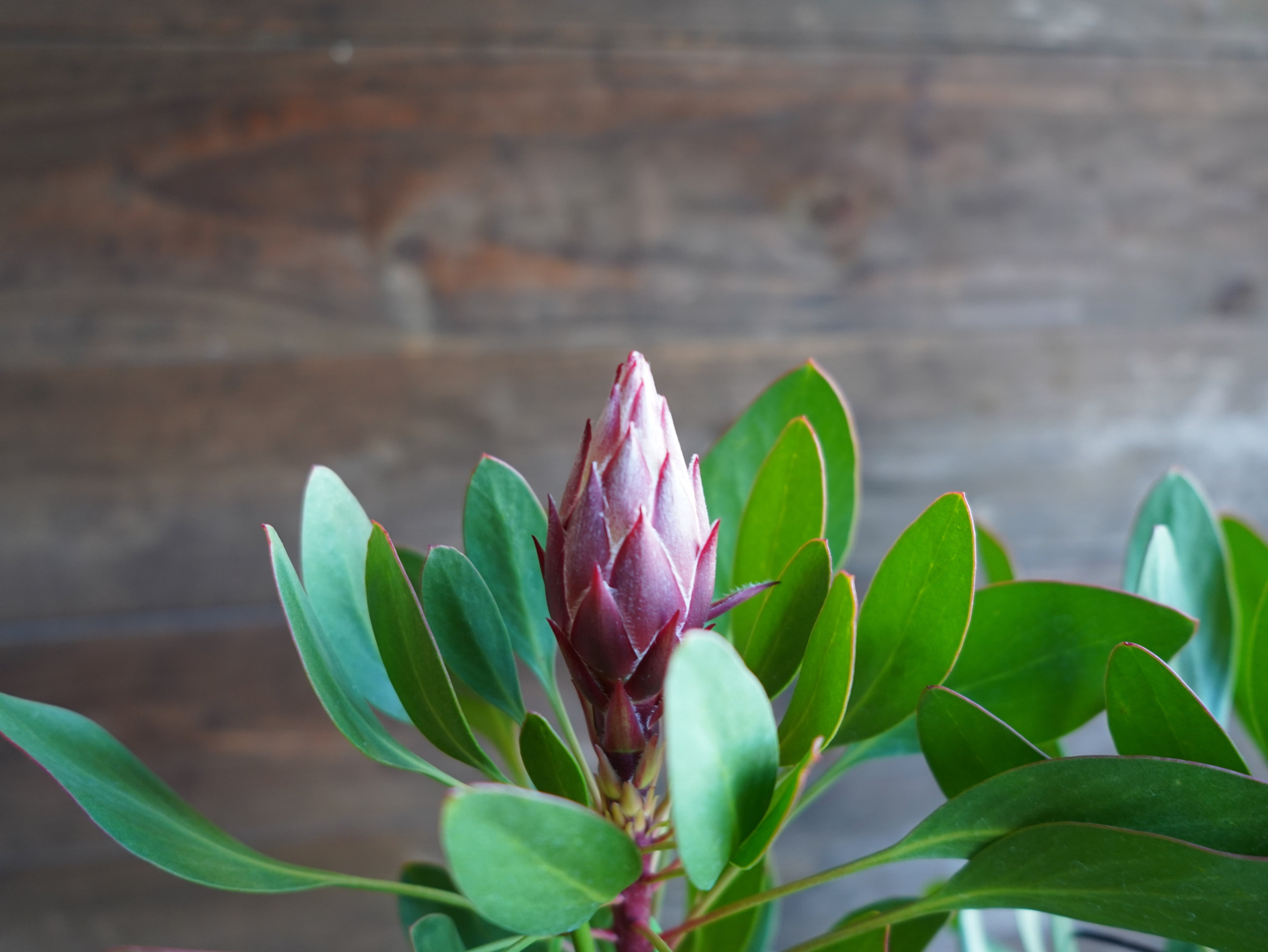 【現物】プロテア ”リトルプリンス” C