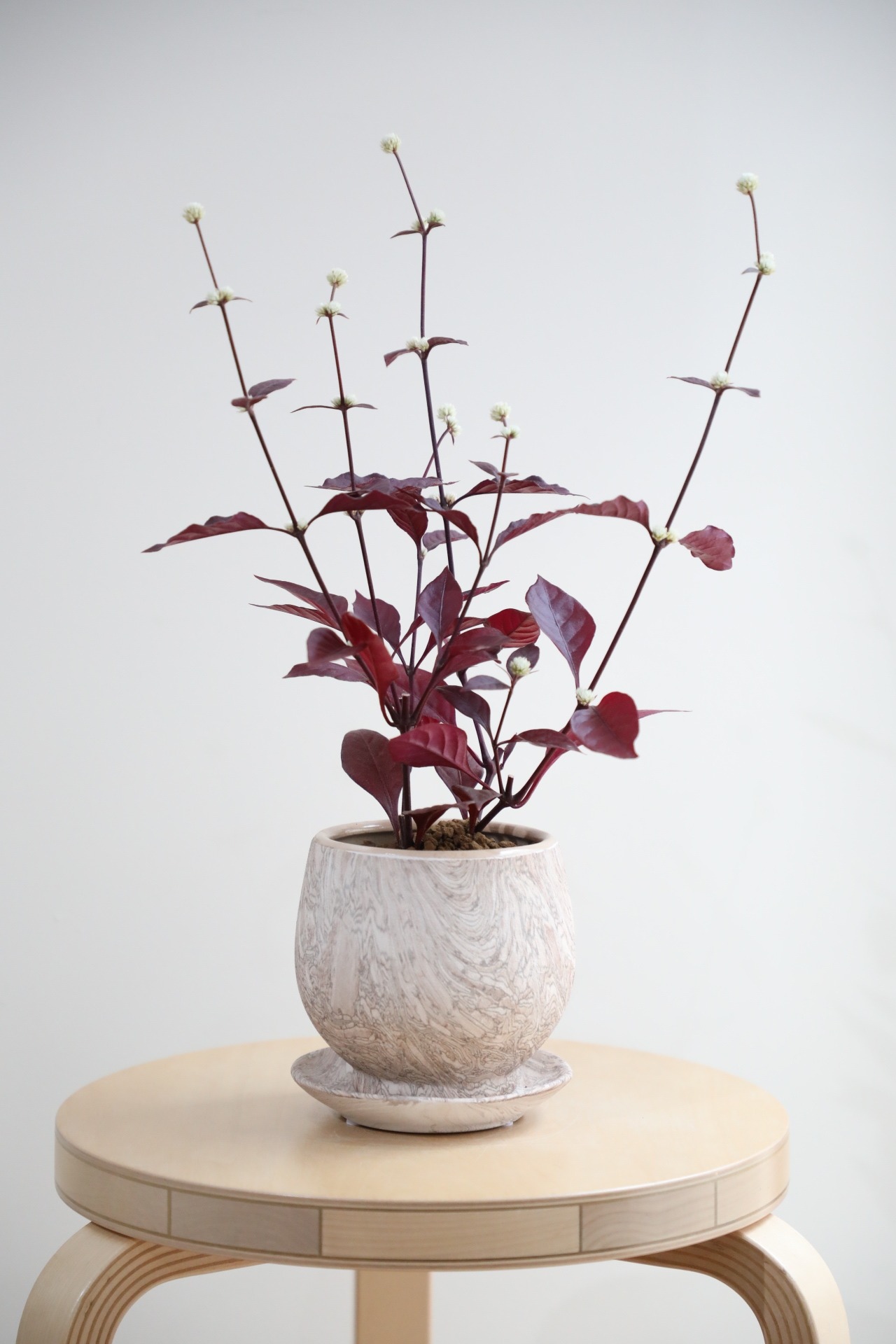 【M】赤葉せんにちこう/Alternanthera dentata 'Red Flash'