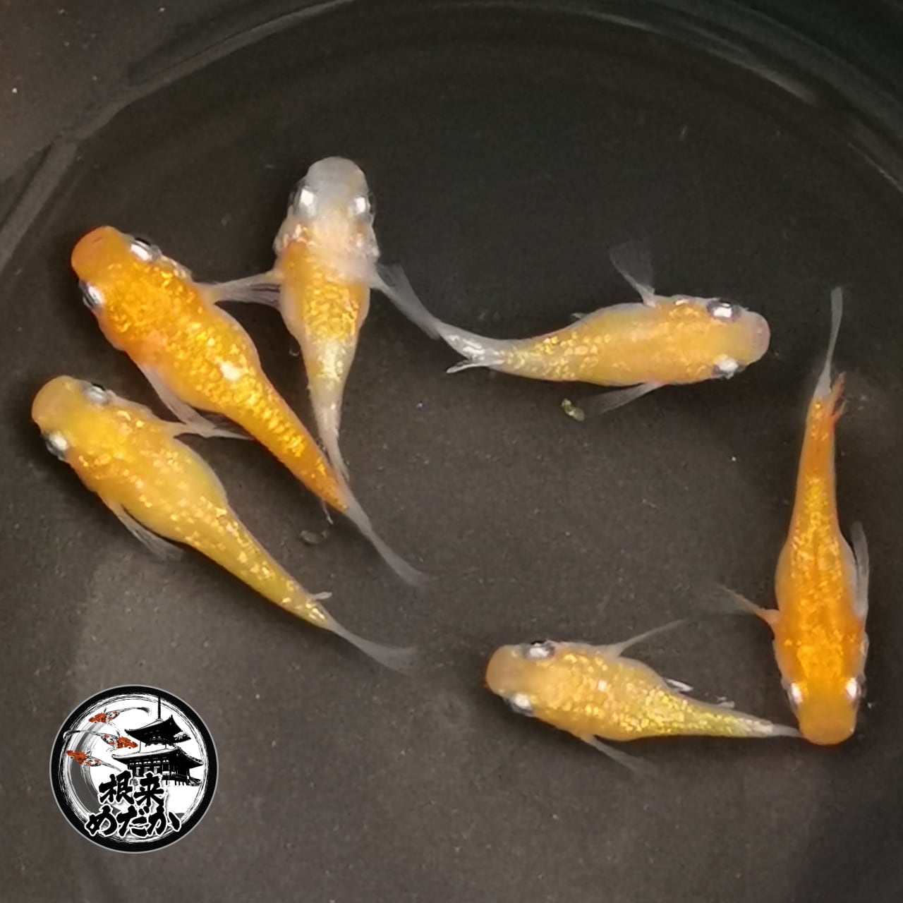 1ペア】王華ダルマ | メダカ専門店 根来めだか