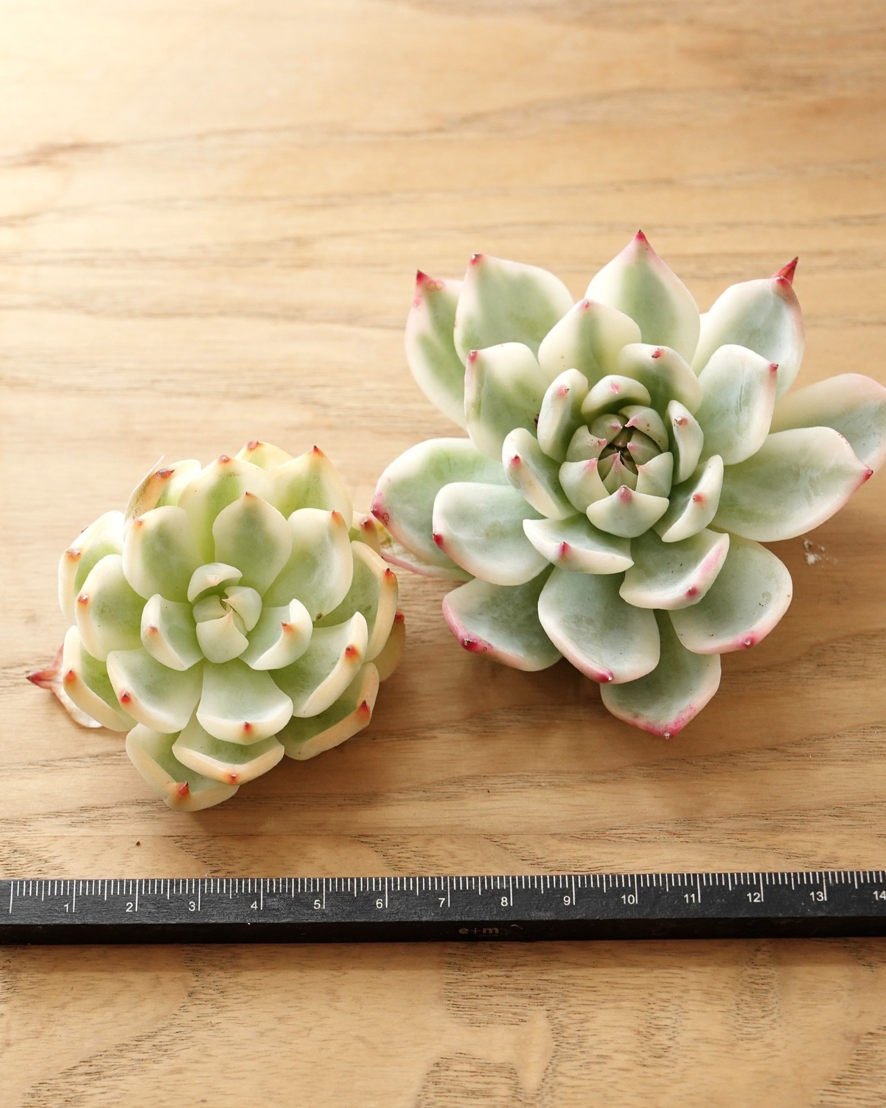 カット苗 チワワエンシス 全周斑 M Echeveria chihuahuaensis 'Yin Yang Variegated'
