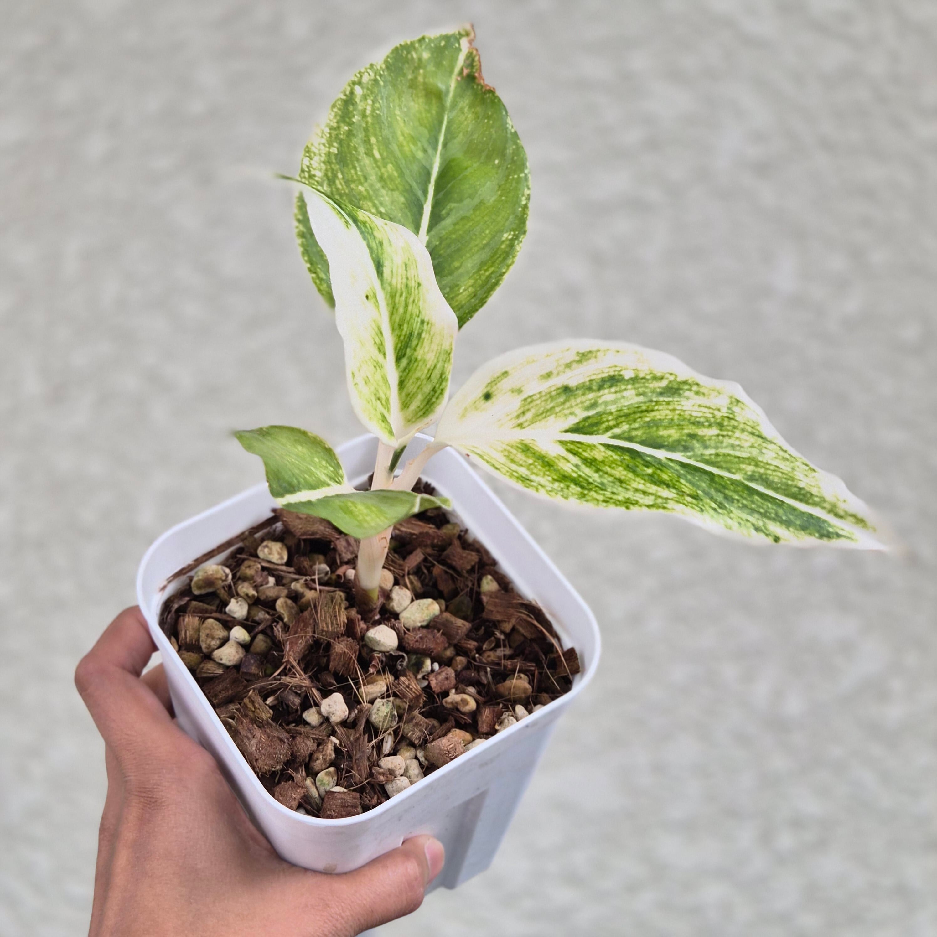 《Aglaonema White Aurora》アグラオネマ ホワイトオーロラ 観葉植物 / レッドリーフ/ポット発送