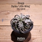 【抜き苗送料無料】 'Little Wing'〔ディッキア〕現品発送D0439