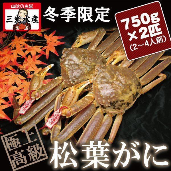 タグ付《送料無料》　活　)750g×2匹(2〜4人前)　松葉蟹　まつば　かに　活きている松葉がに(松葉ガニ　有限会社三光水産