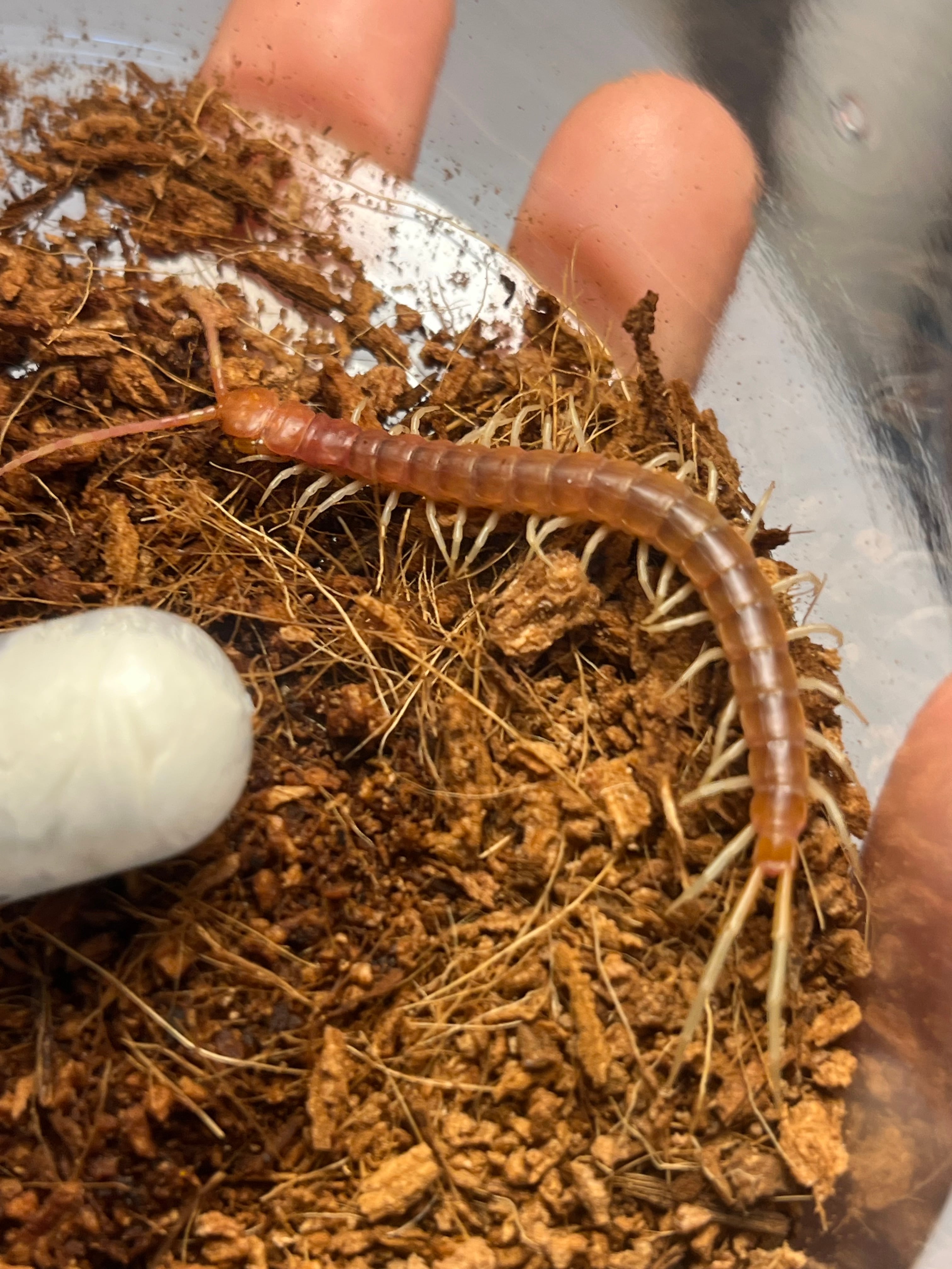 Scolopendra | オモニキチュウ