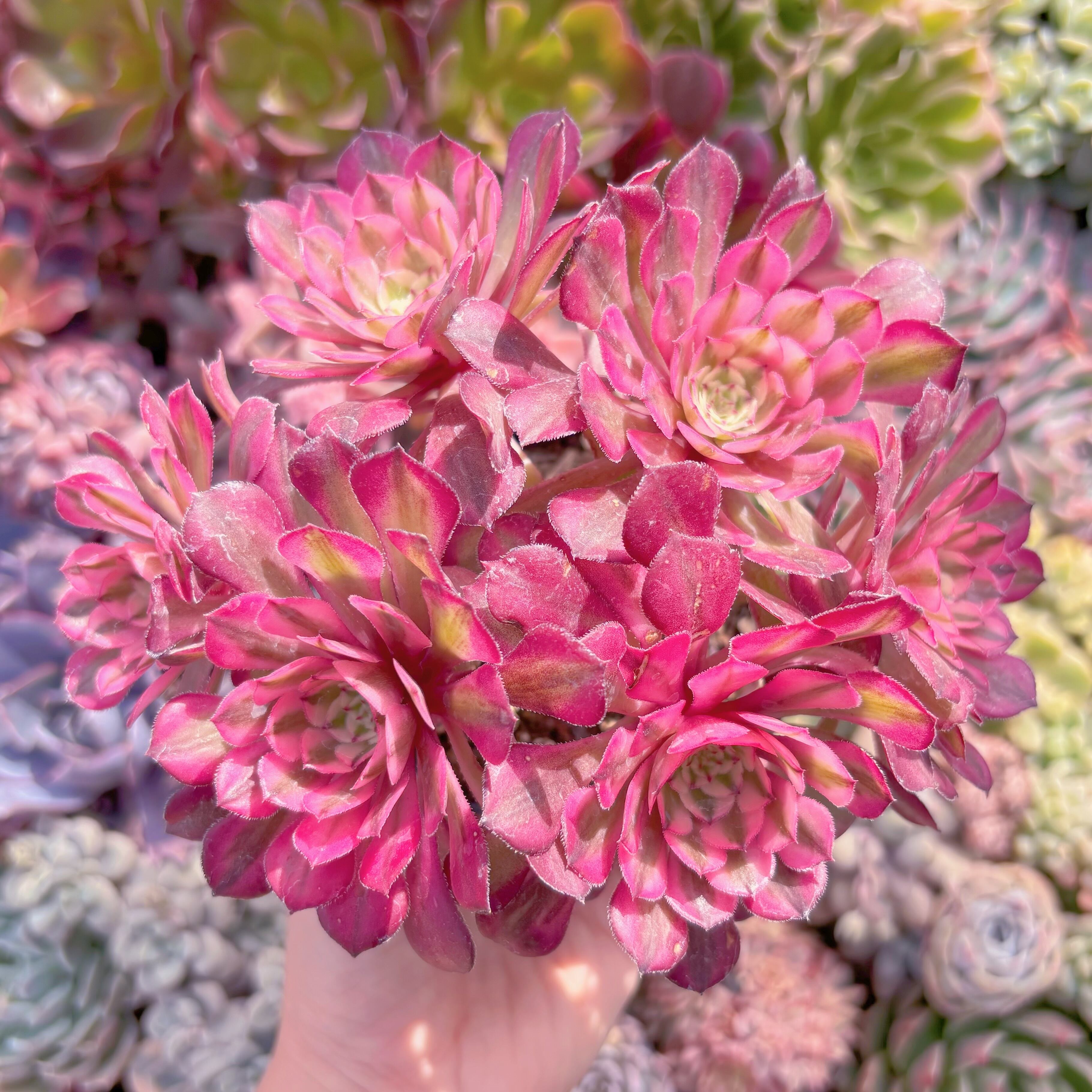 現品　ブラックチェリー#698　群生　るる農園