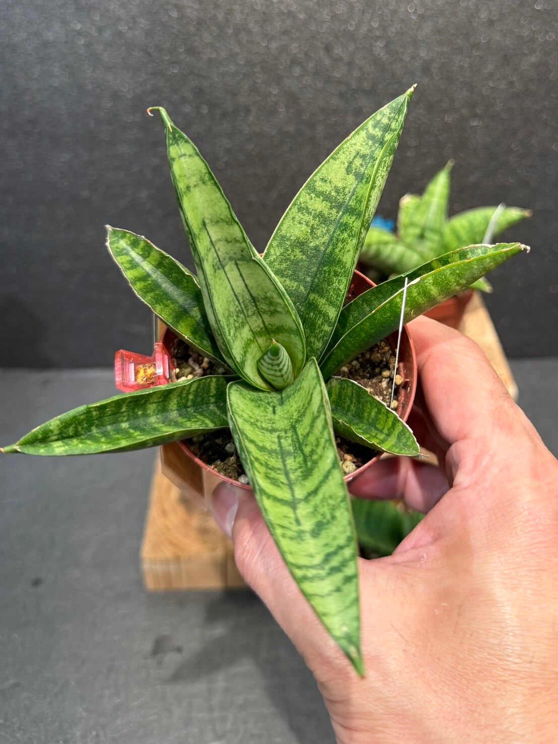 サンセベリア・インディ 2.5号 | 観葉植物と雑貨のお店 VIVAGREEN