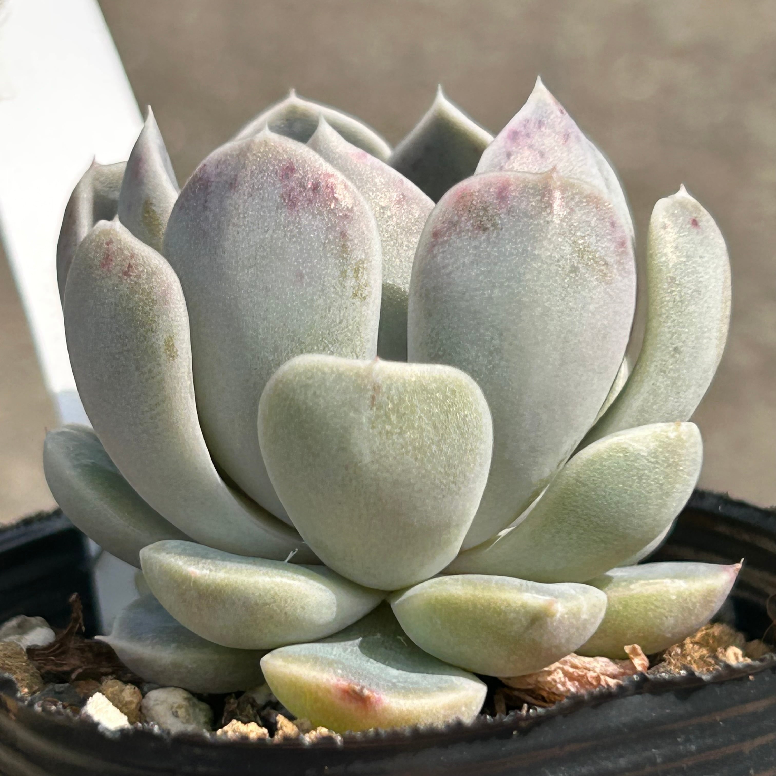 スノーバニー | RuPo 多肉植物専門店