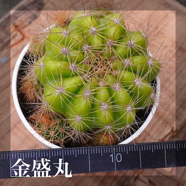 小さくても個性たっぷりサボテンシリーズ！【金盛丸】エキノプシス　手のひらサイズ