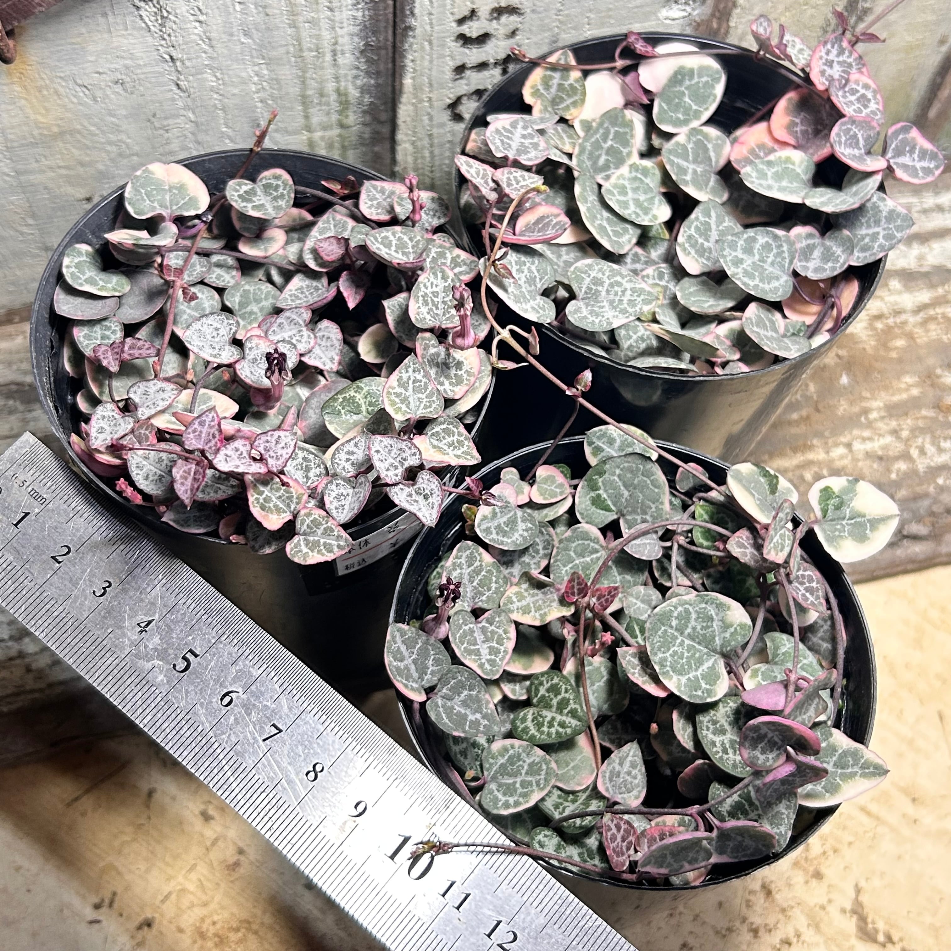 ハートカズラ | RuPo 多肉植物専門店