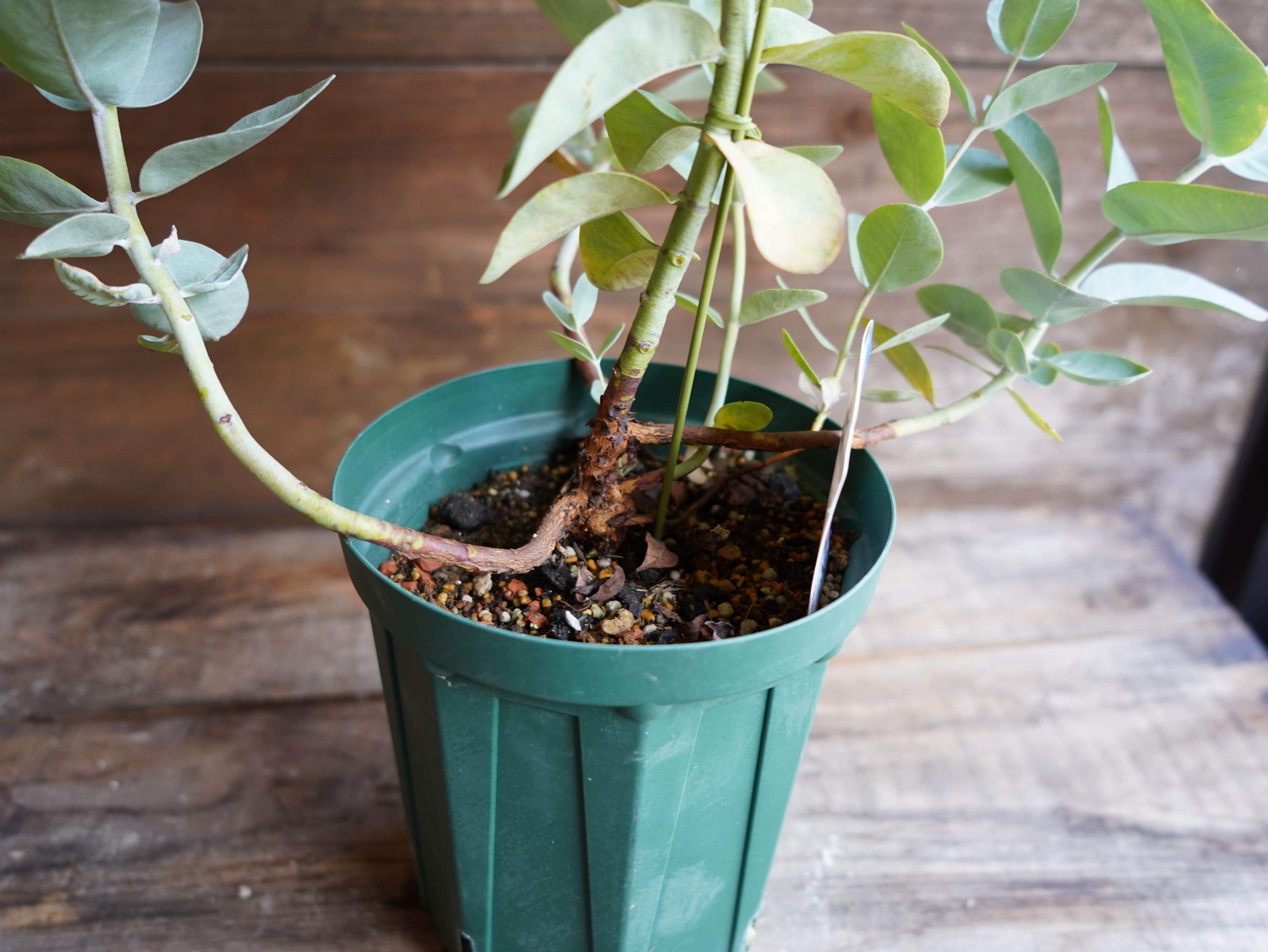 【現物】ユーカリ ”マクロカルパ”