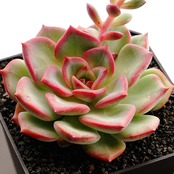 抜き苗 センセーション 限定１株 Echeveria 'Sensation'