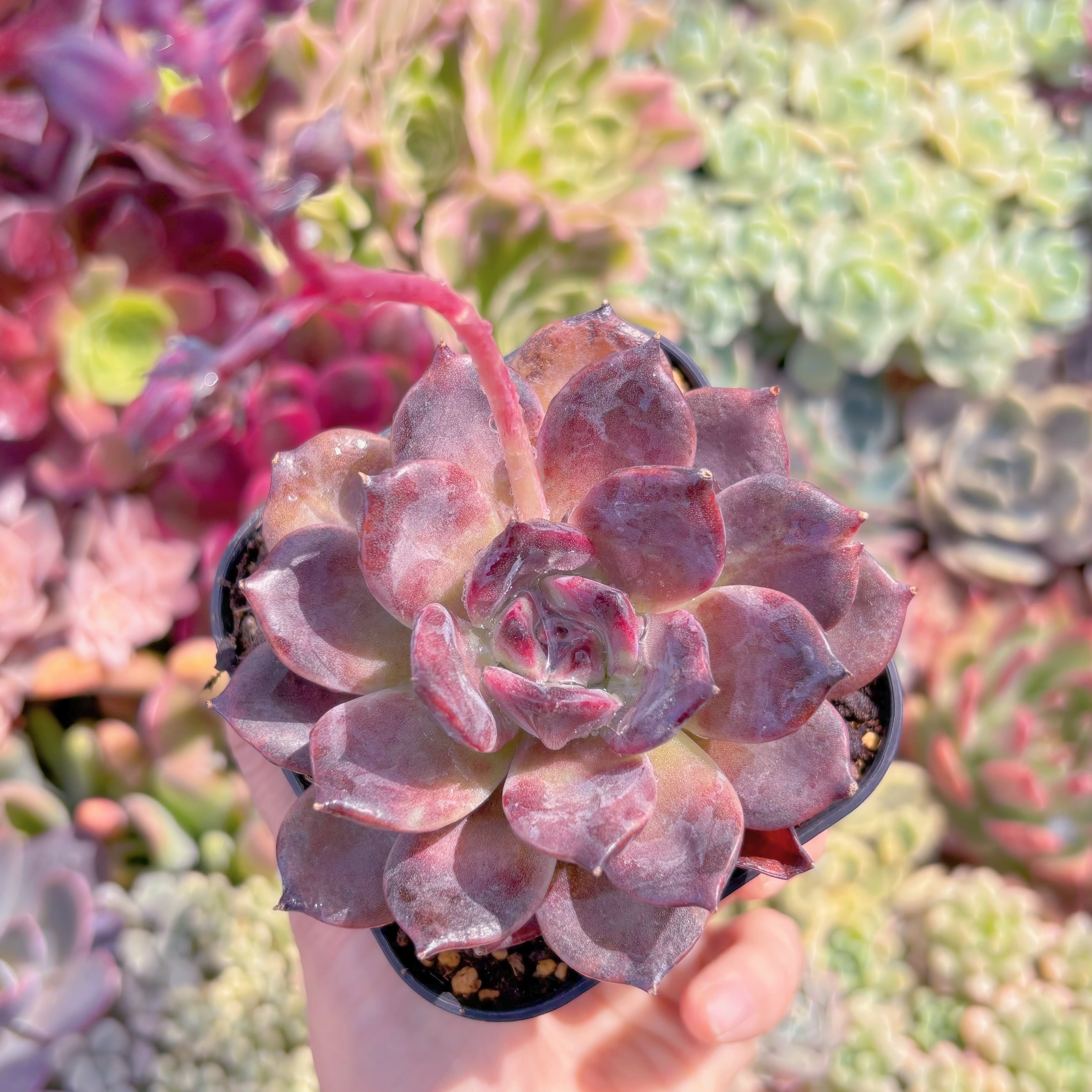 現品　チョコモカ#610　るる農園