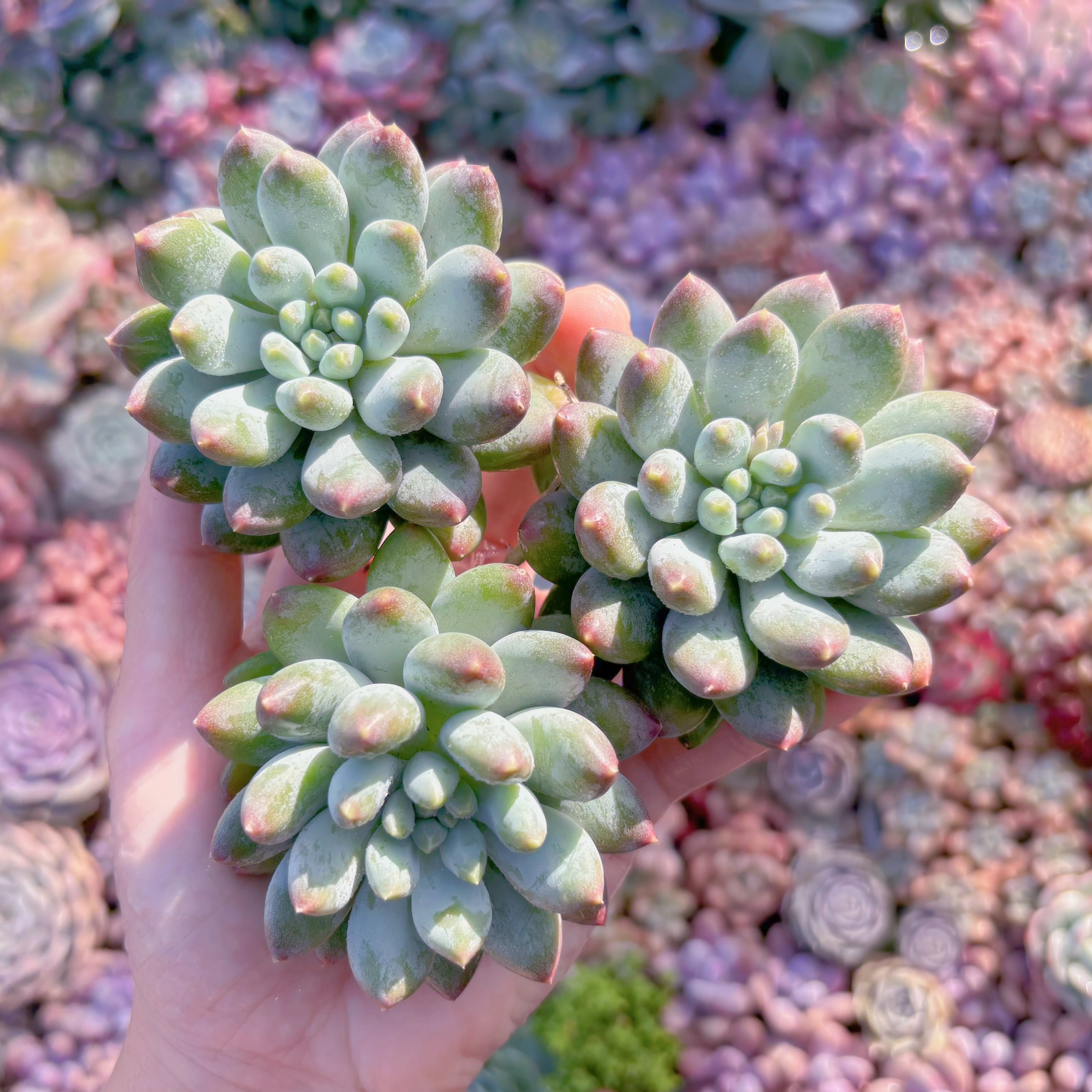 多肉植物　星月菩提　新入荷　るる農園