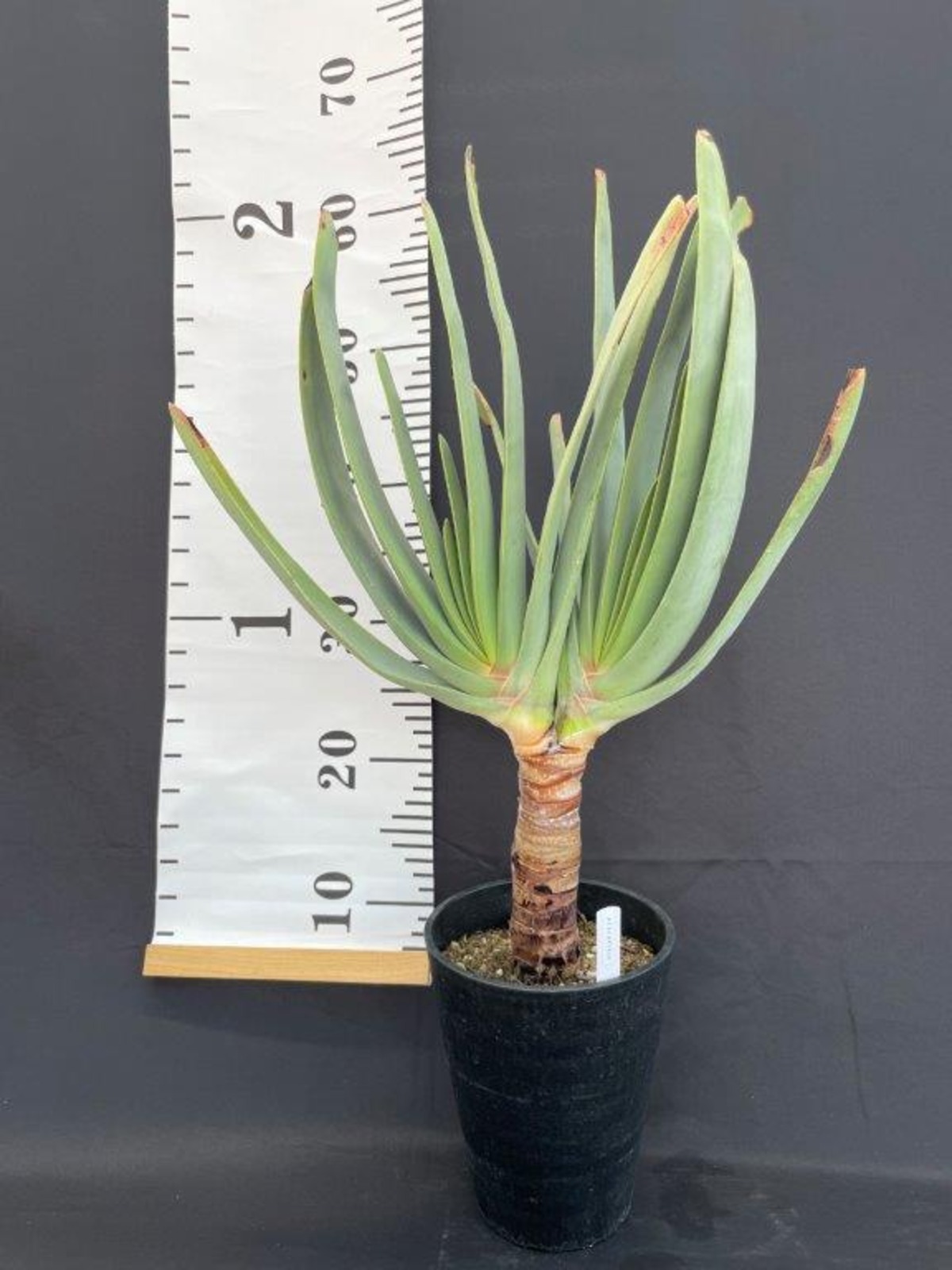 アロエ プリカティリス 多肉植物 | 日本ライン花木センター