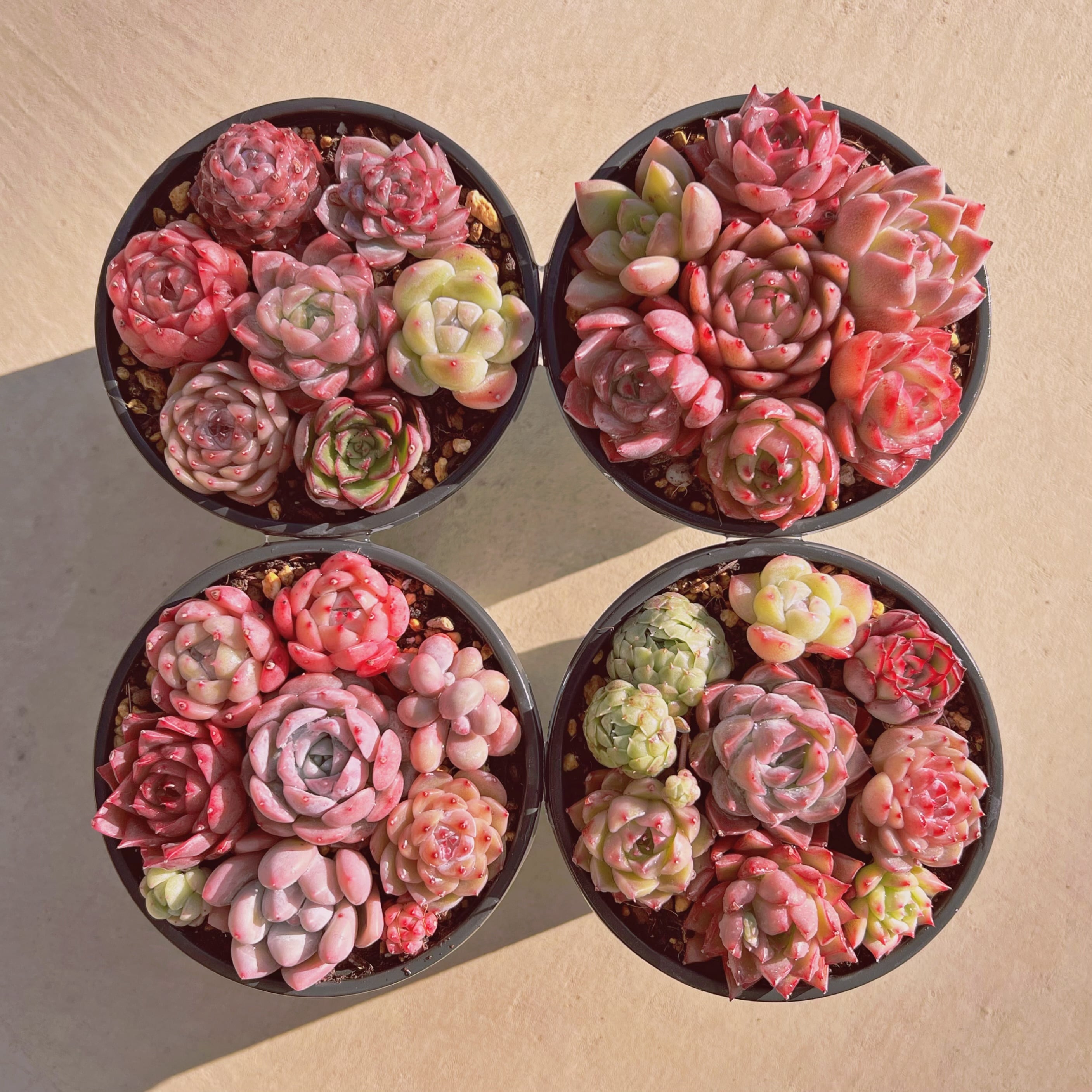 #069現物　寄せ植えセット