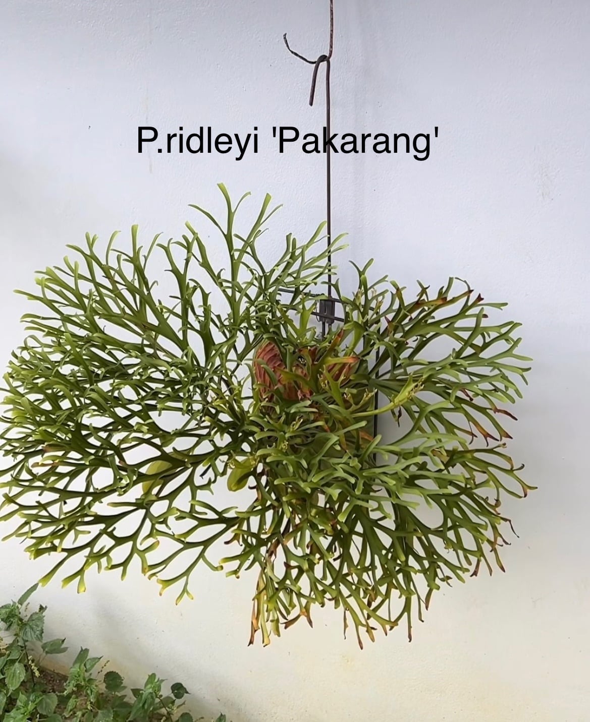 c) P. willinckii 'Frosty Maiden' spore grown ②ビカクシダ