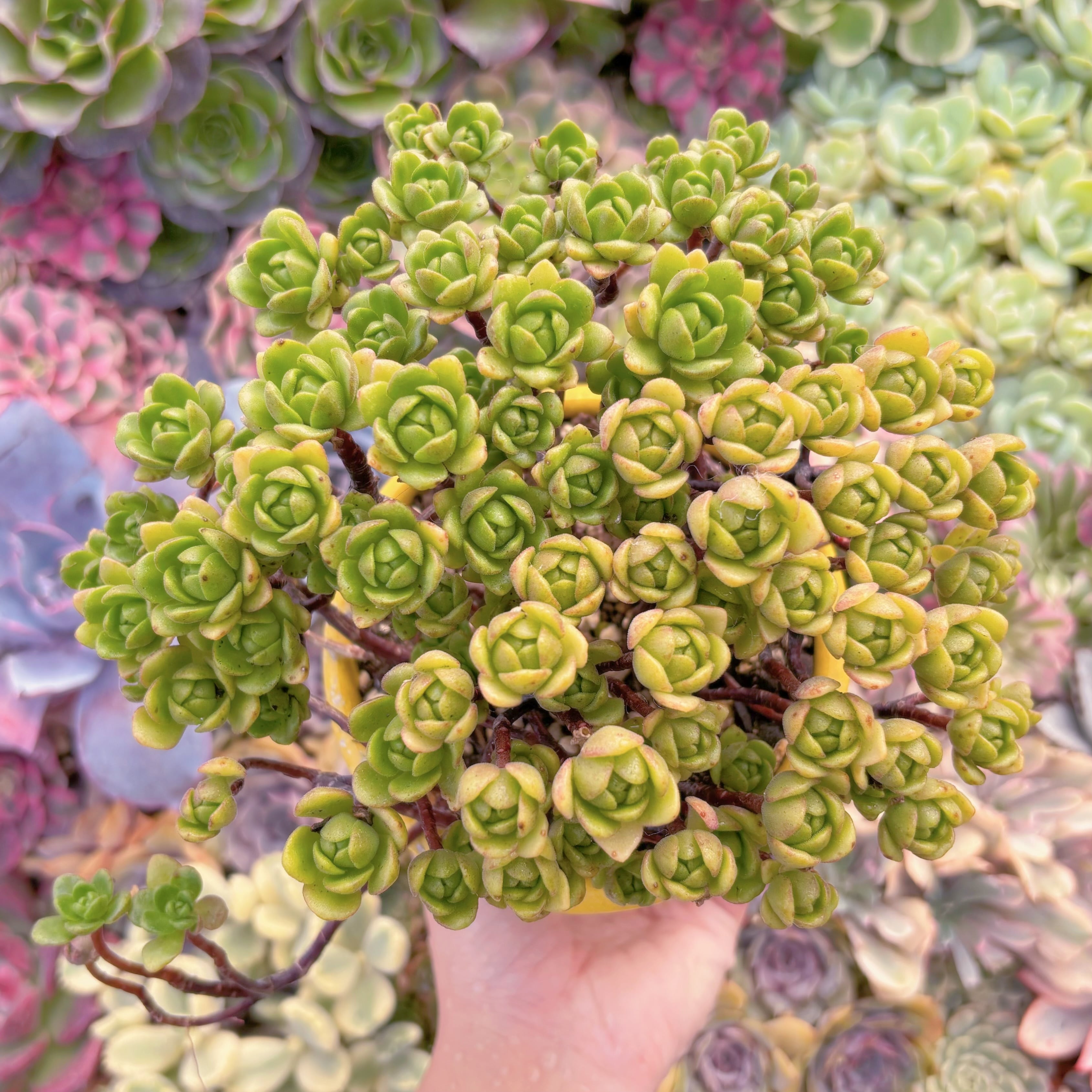 現品　little fox#890　るる農園