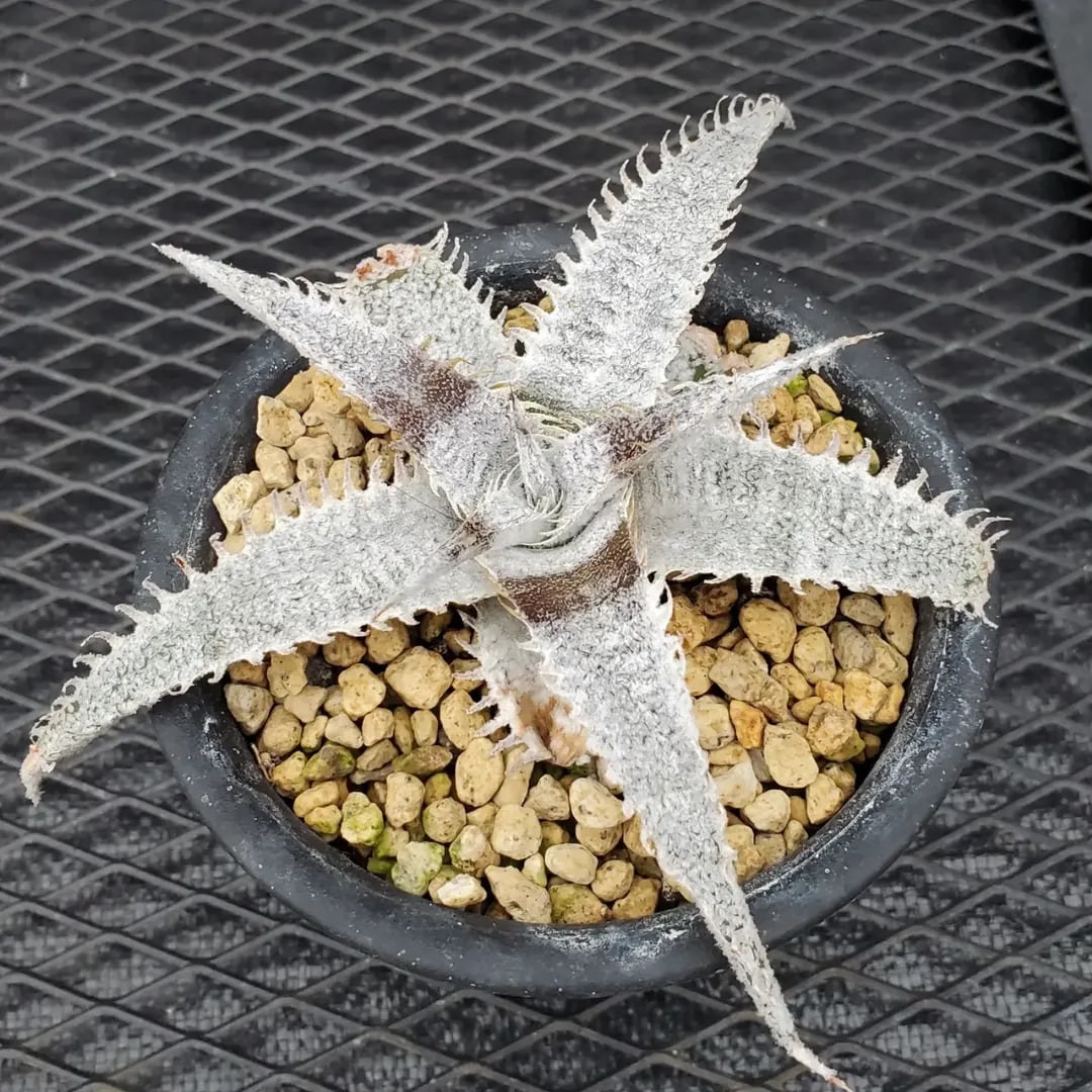 Dyckia（ディッキア） | レアプランツ通販サイトPlants Maniax
