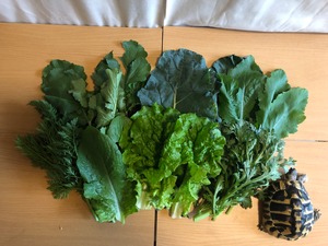 【11月より再開予定】＜木曜日に収穫・発送＞【まんなかサイズ】季節のお野菜セット