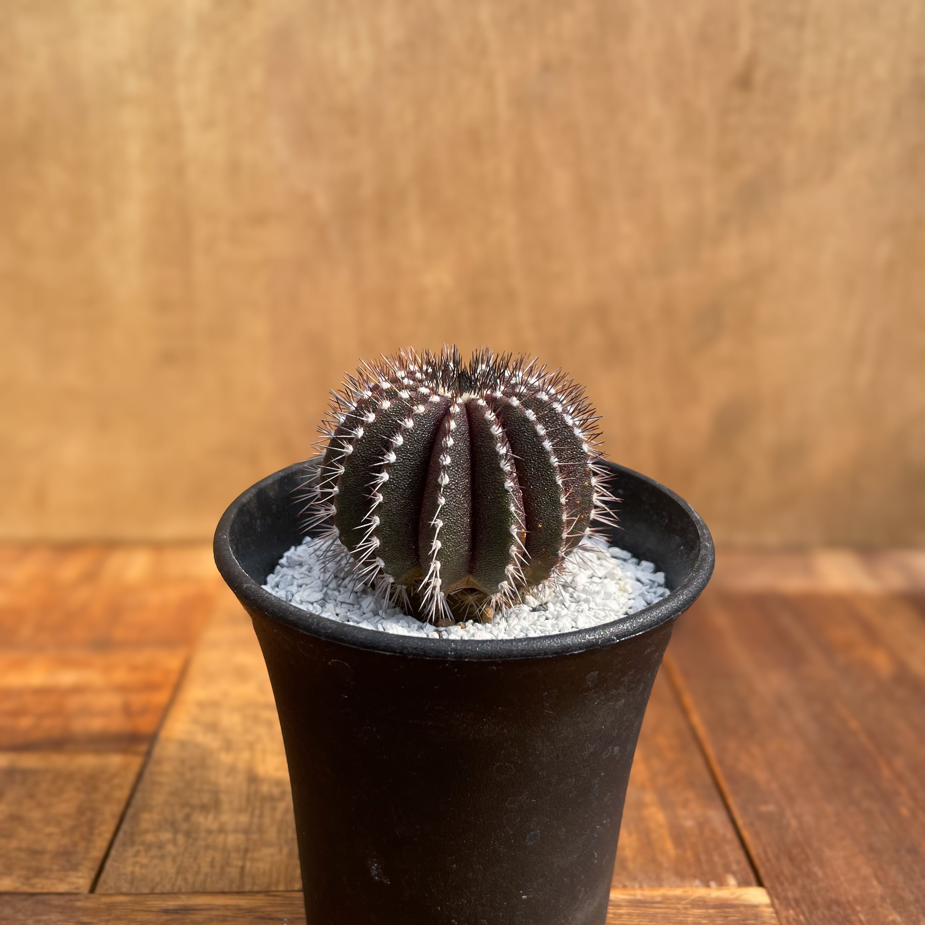 Uebelmannia pectiniferaユーベルマニアペクチニフェラ