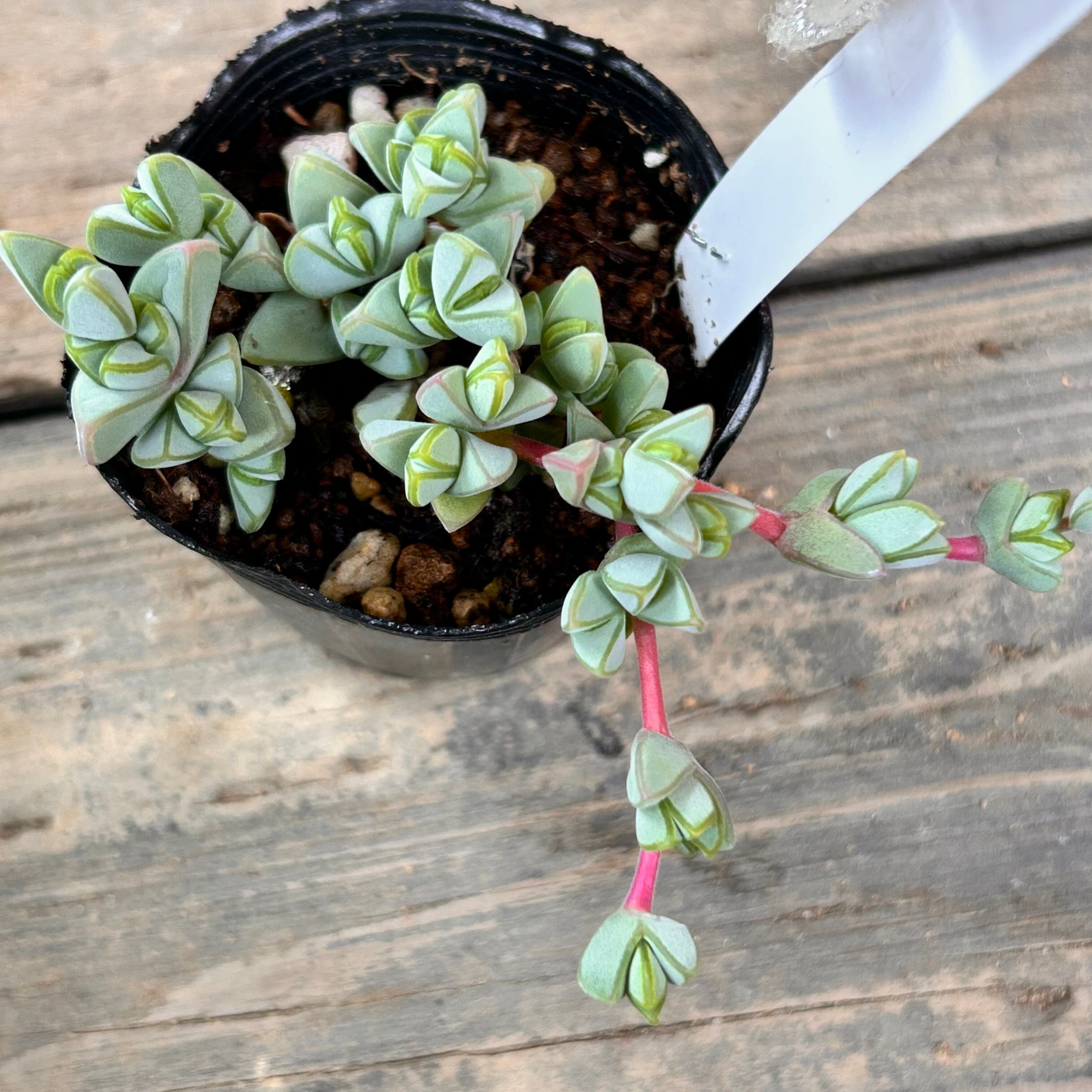 碧魚連(いとうぐりーん) | RuPo 多肉植物専門店