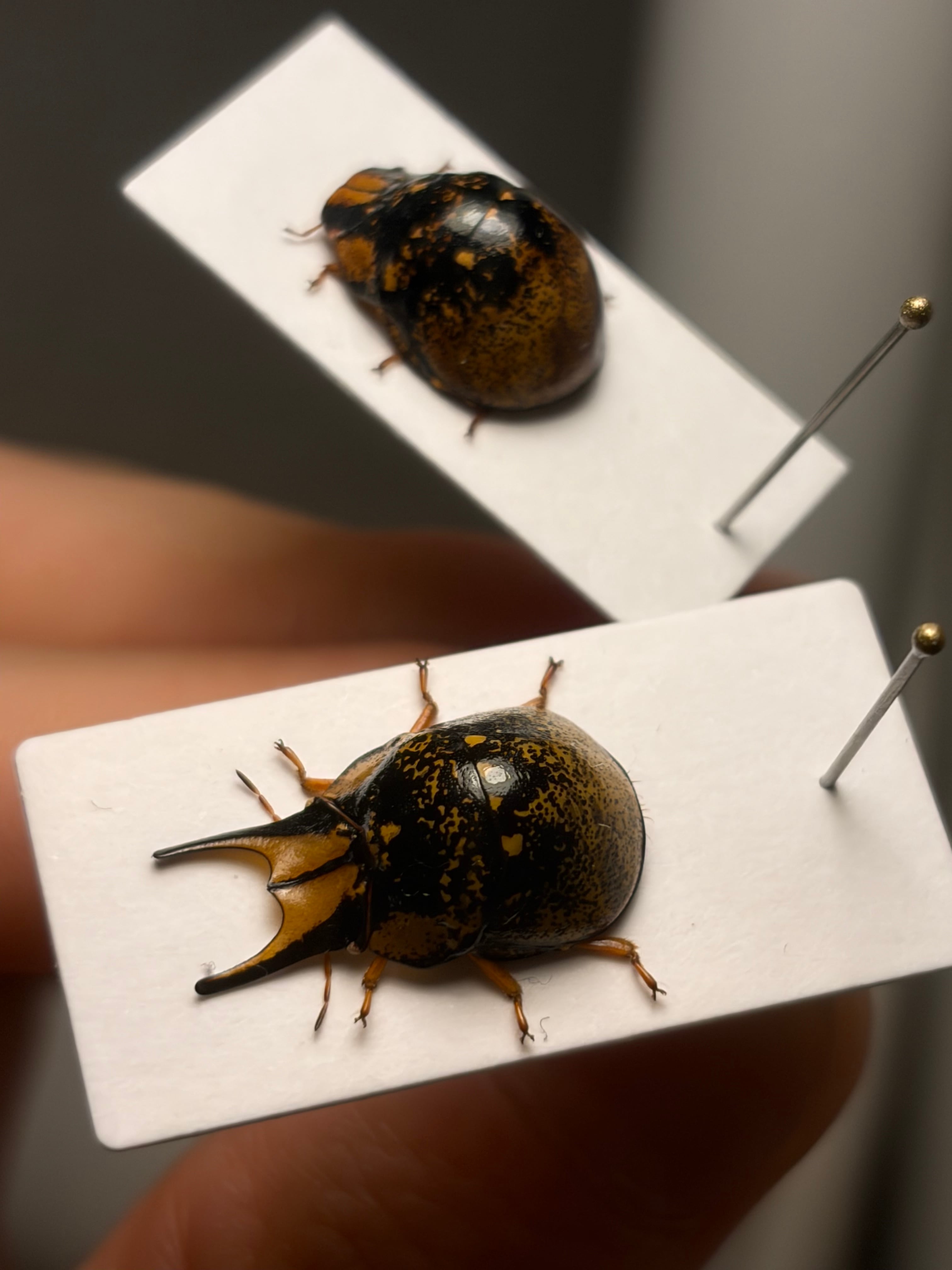 幻のクワガタマルカメムシ　ペア 中型ペア】幻のクワガタマルカメムシ 標本 とんでもない甲虫 BRUTUS