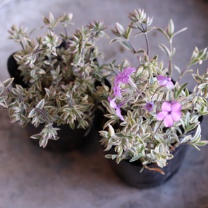 宿根フロックス プロクンベンス バリエガータ　寄せ植えにオススメ　ピンクのお花　庭、花壇にオススメ　丈夫　初心者にオススメ　