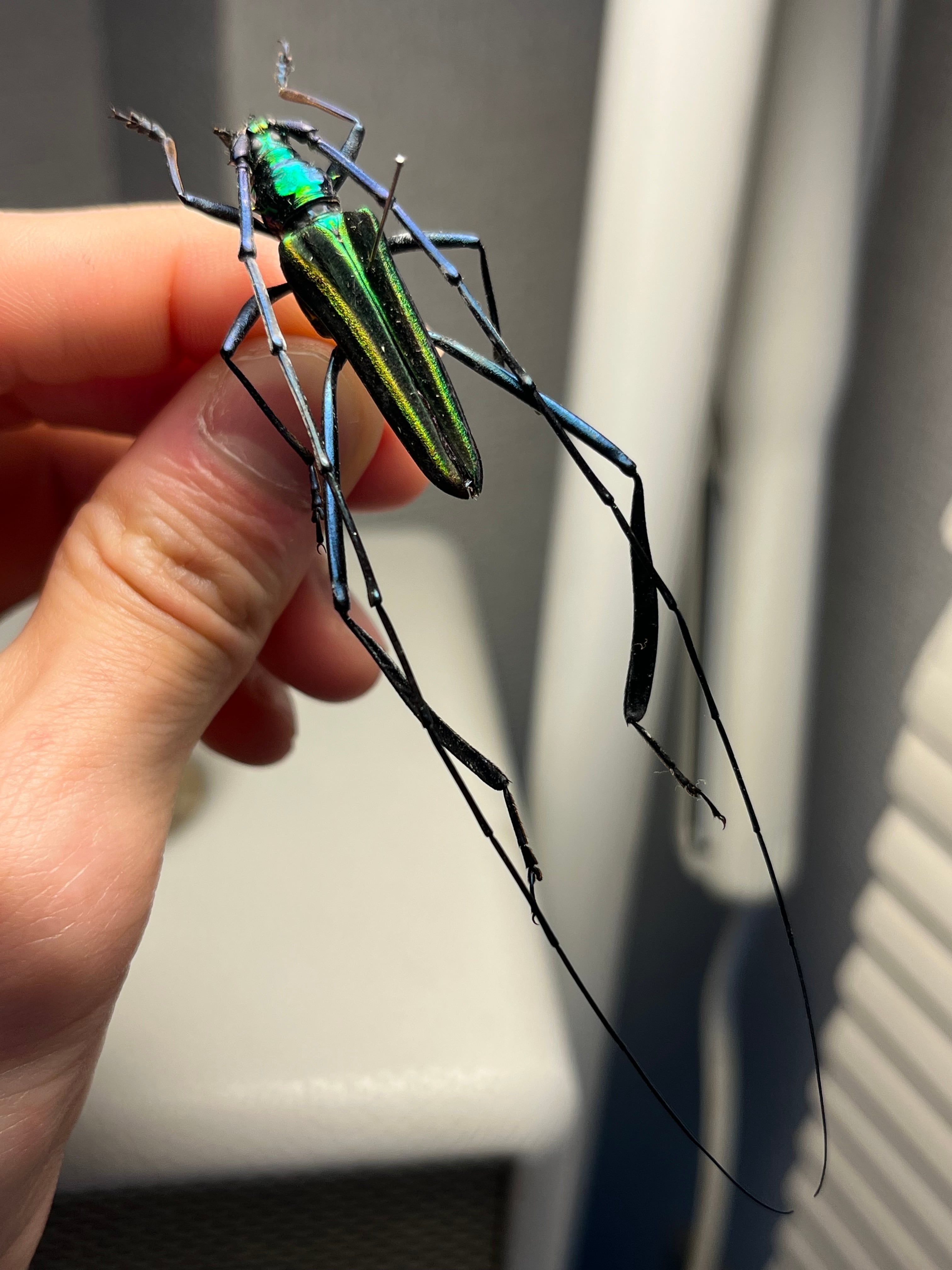 34mm】ニジイロフトタマムシ トップ フトタマムシ スハンダエ プラチナ