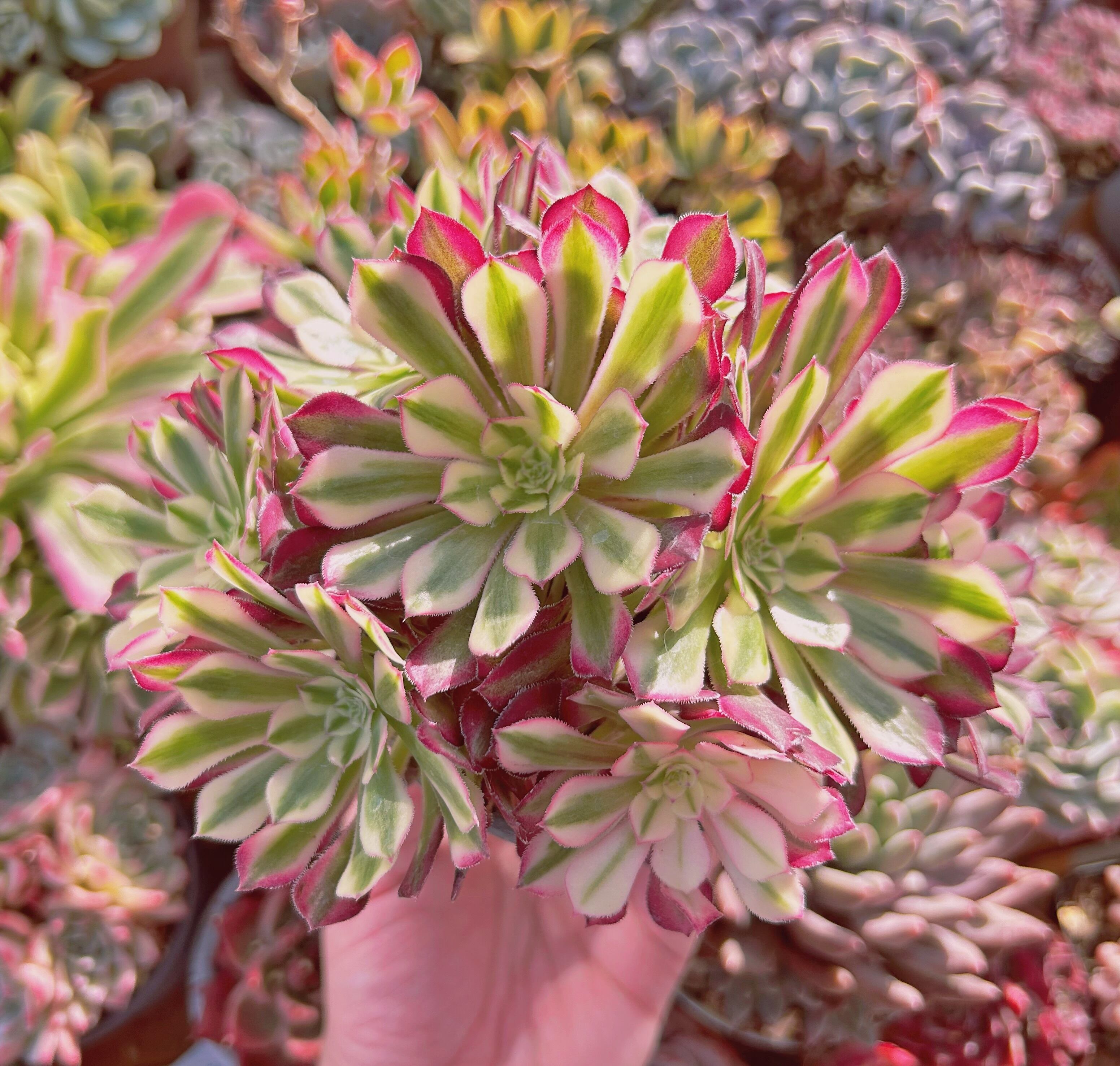 現物　多肉植物　Aeonium   ブラックチェリー　特大　抜き苗