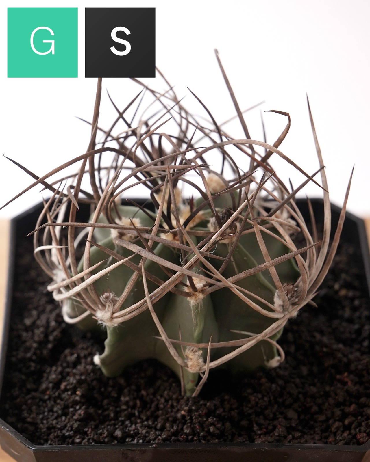 一部発根済カット苗 水牛大鳳玉 M Astrophytum capricorne var.crassispinum 'Suigyu'