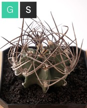 一部発根済カット苗 水牛大鳳玉 M Astrophytum capricorne var.crassispinum 'Suigyu'