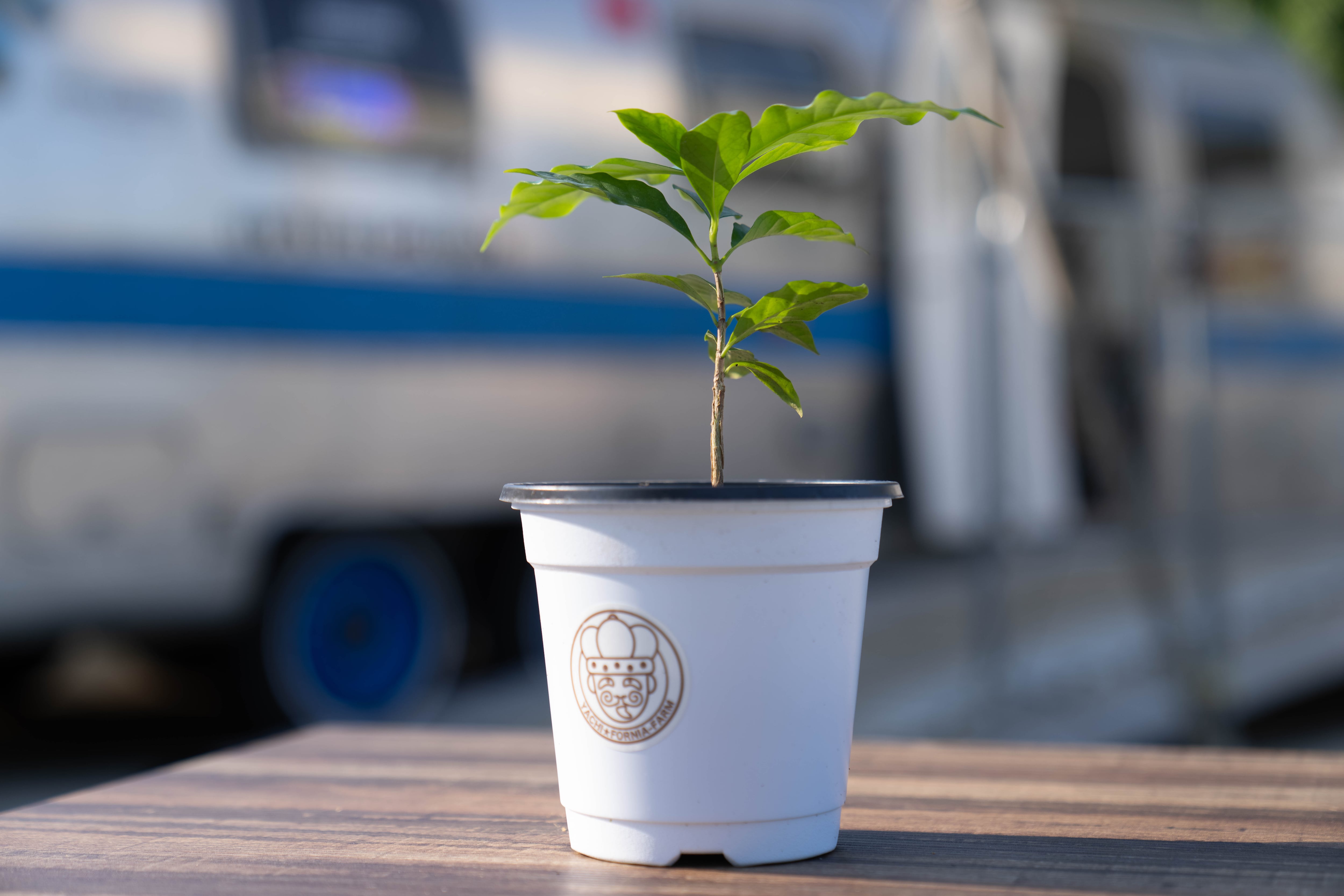 コーヒー苗ティピカ種（中）＊国産コーヒー苗木 | YACHI☆FORNIA-FARM