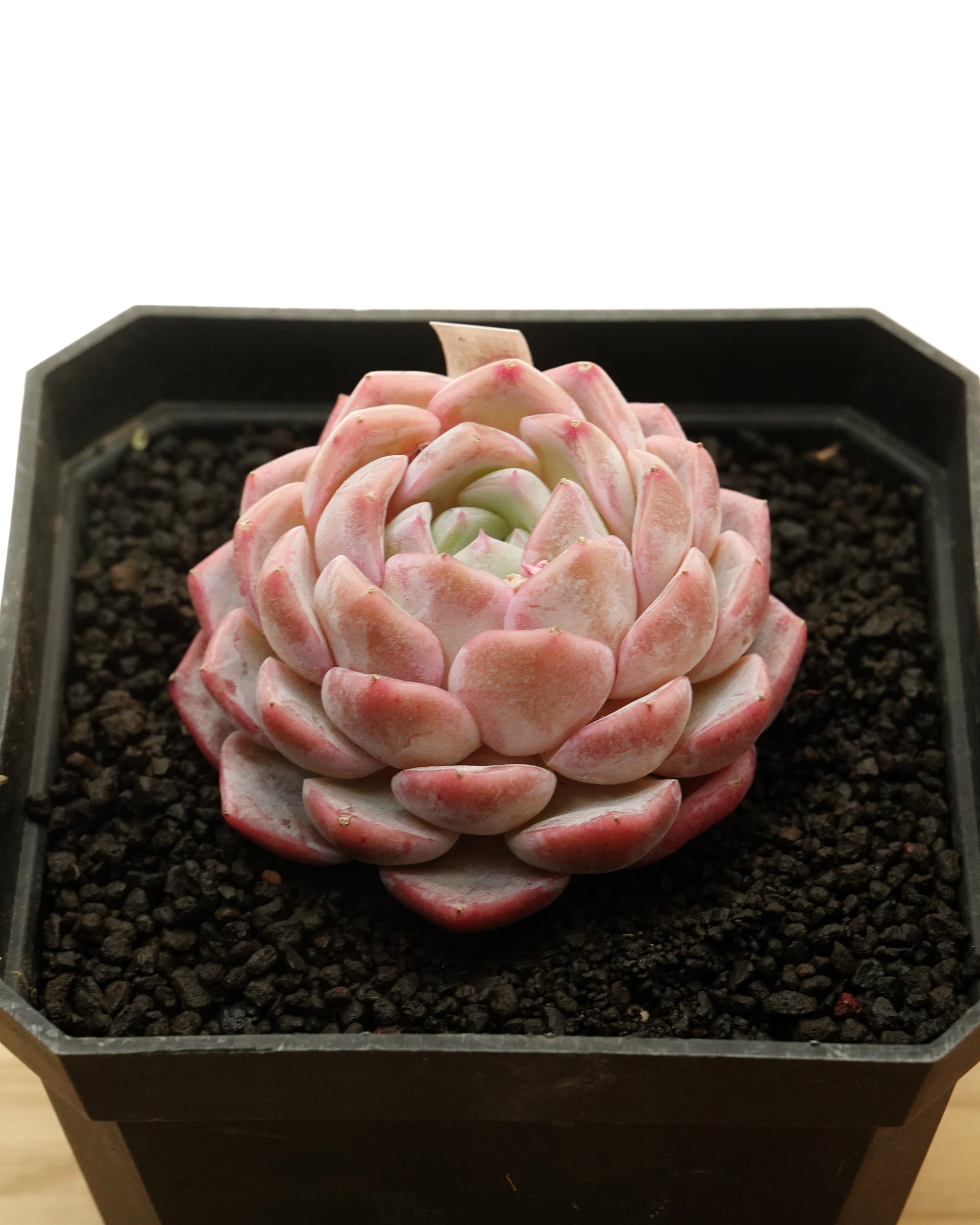 日本初？うちにしかない？！ | PUKUBOOK SUCCULENTS