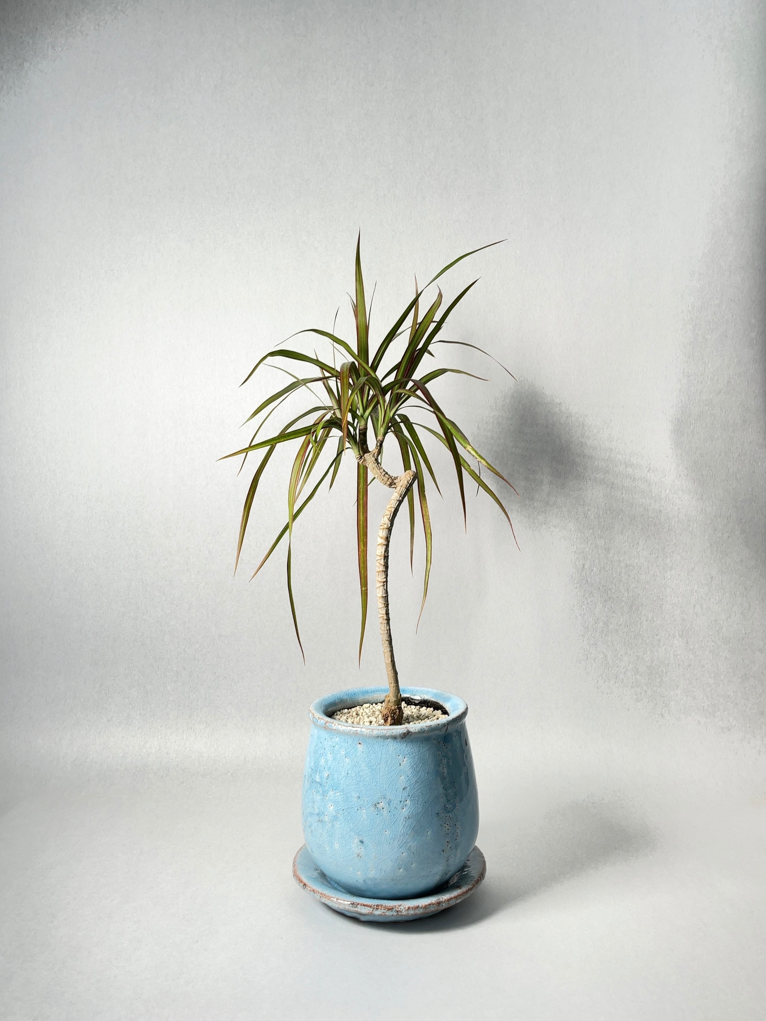 trigger観葉植物土 2L | trigger