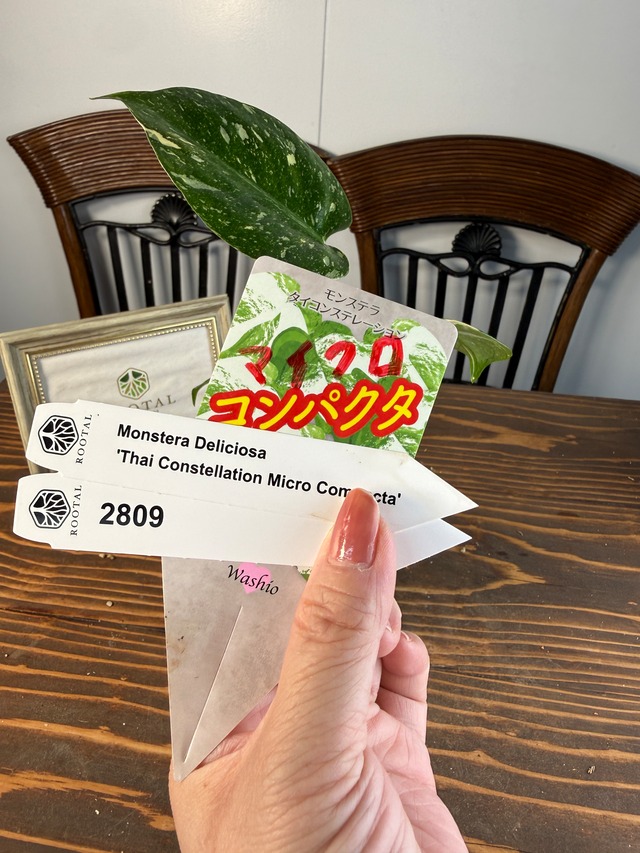 ★2809【コンパクタの最上級】モンステラ　タイコンステレーションマイクロコンパクタ（3.5号硬質ポット）