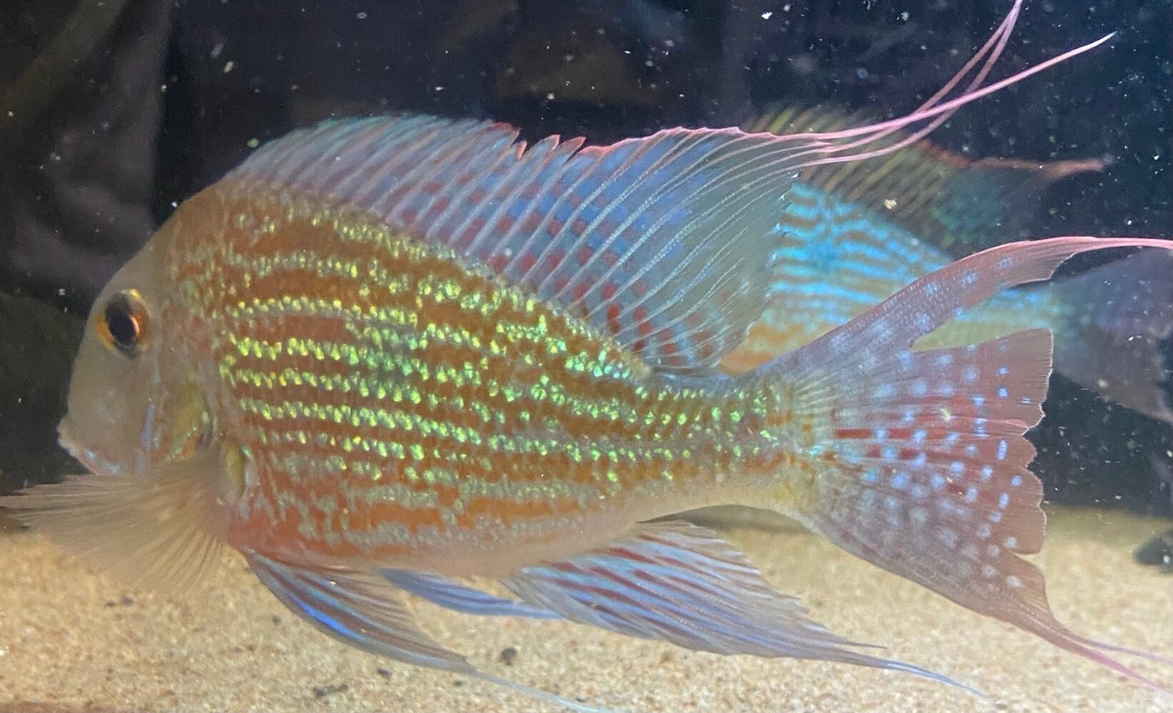 ゲオファーガス　2種類　4匹 ゲオファーガス 2種類 4匹